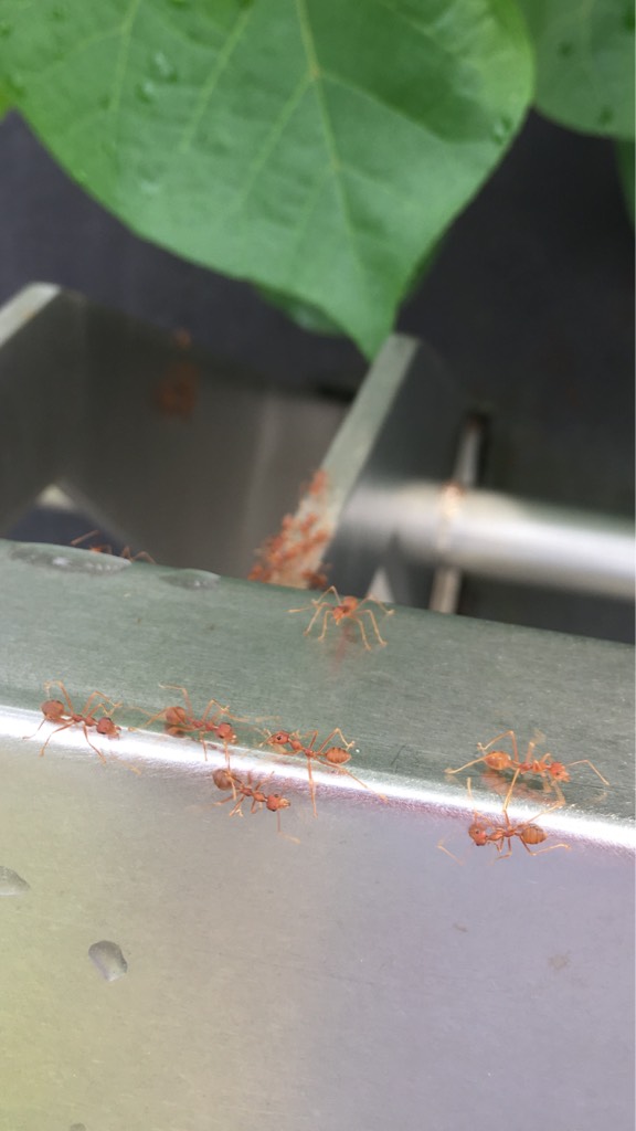 Weaver ant