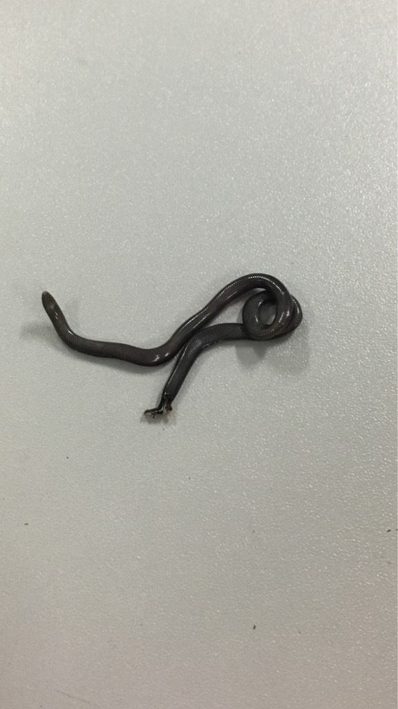 Brahminy blind snake