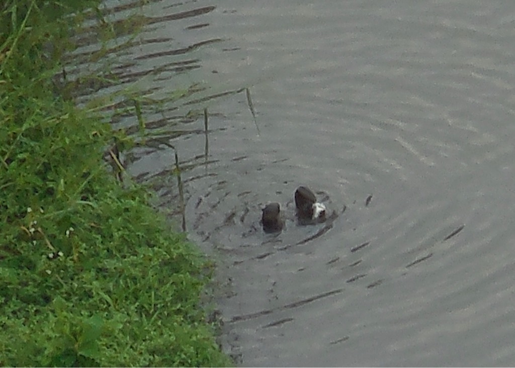 江獭 smooth-coated otter（学名：lutrogale perspicillata）