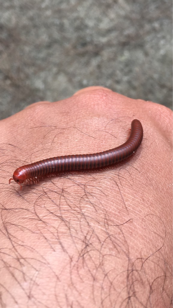 Rusty millipede