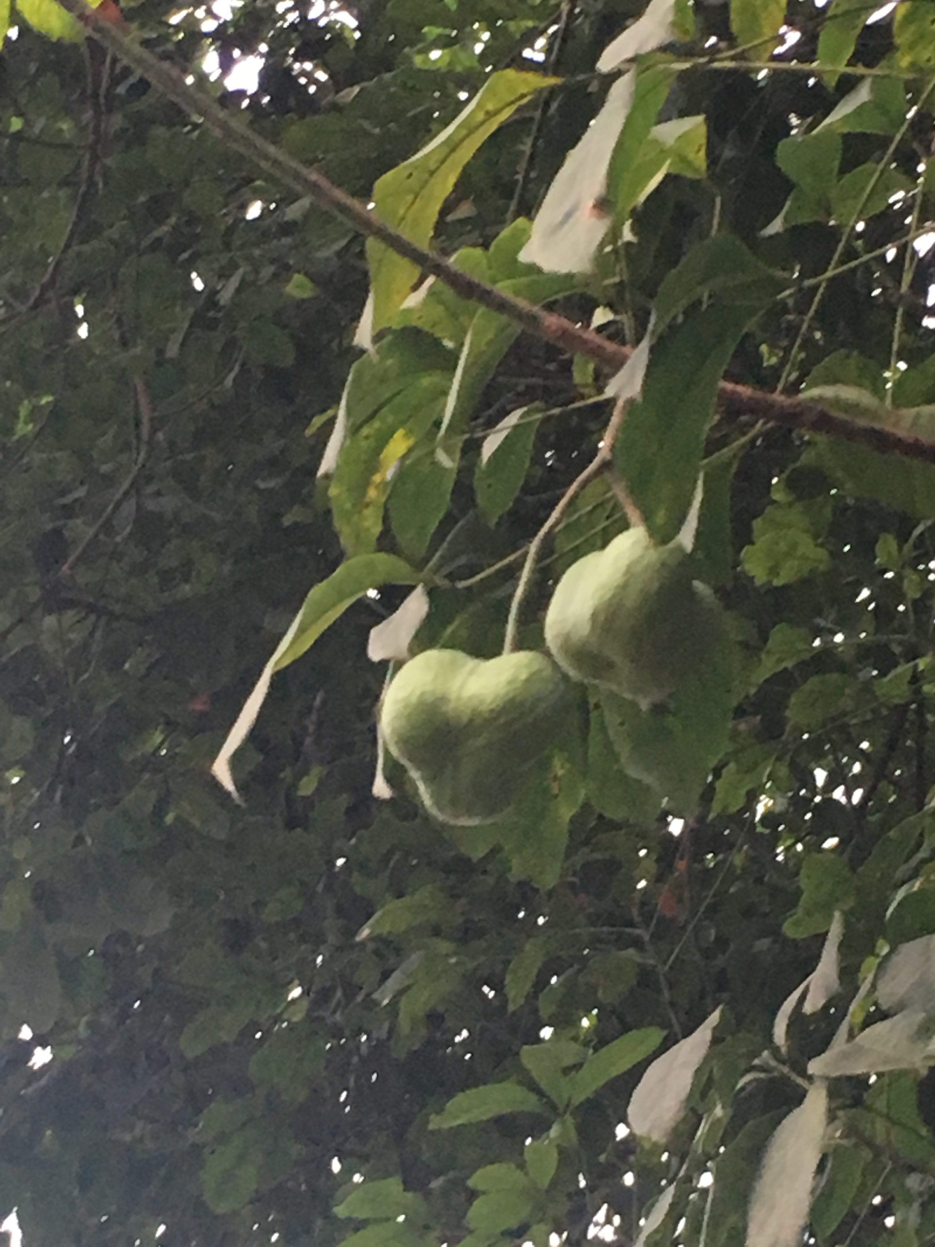 Rubber tree fruit 