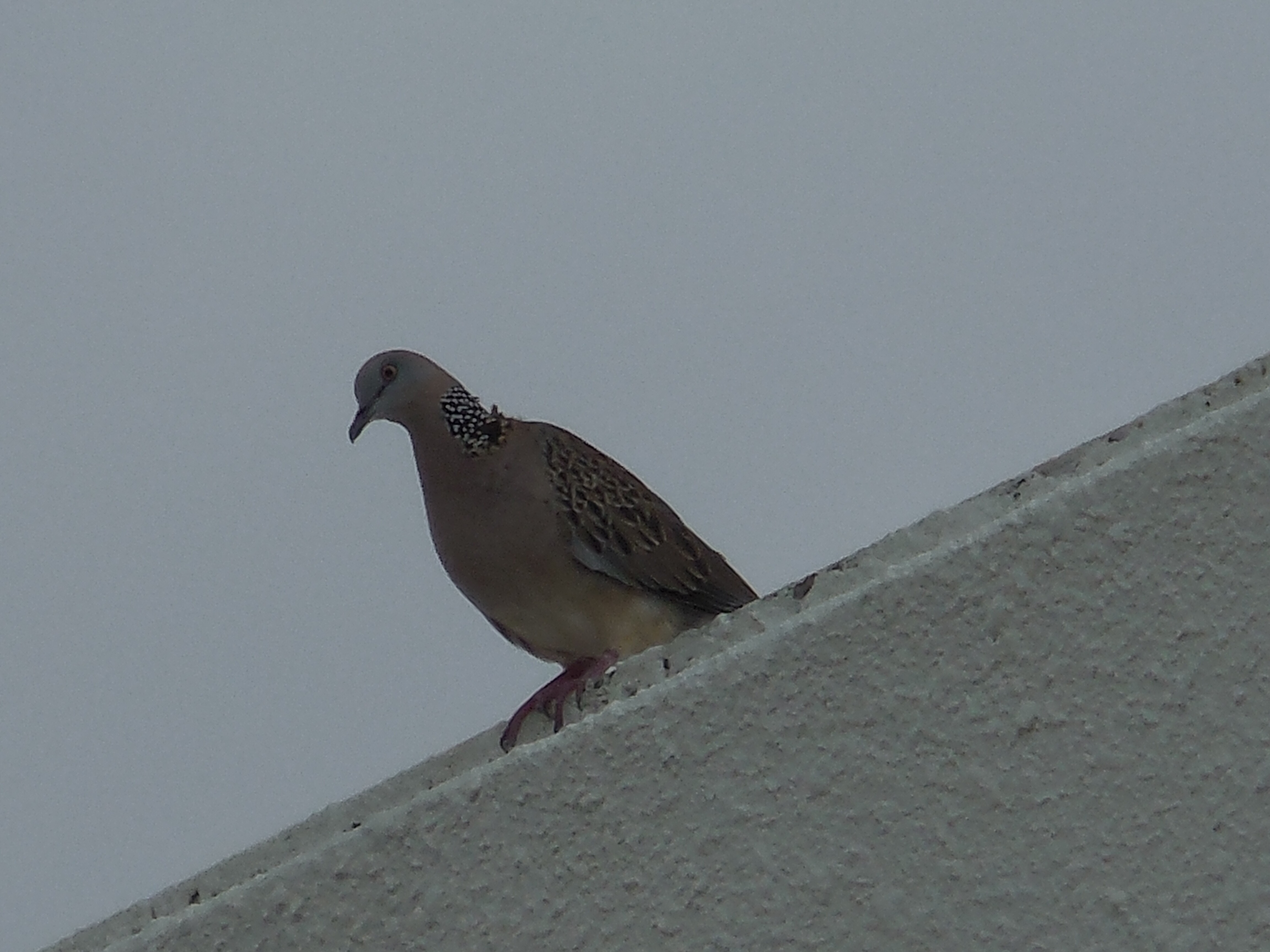 珠颈斑鸠 spotted dove（马来语：burung kuku，学名：spilopelia chinensis）