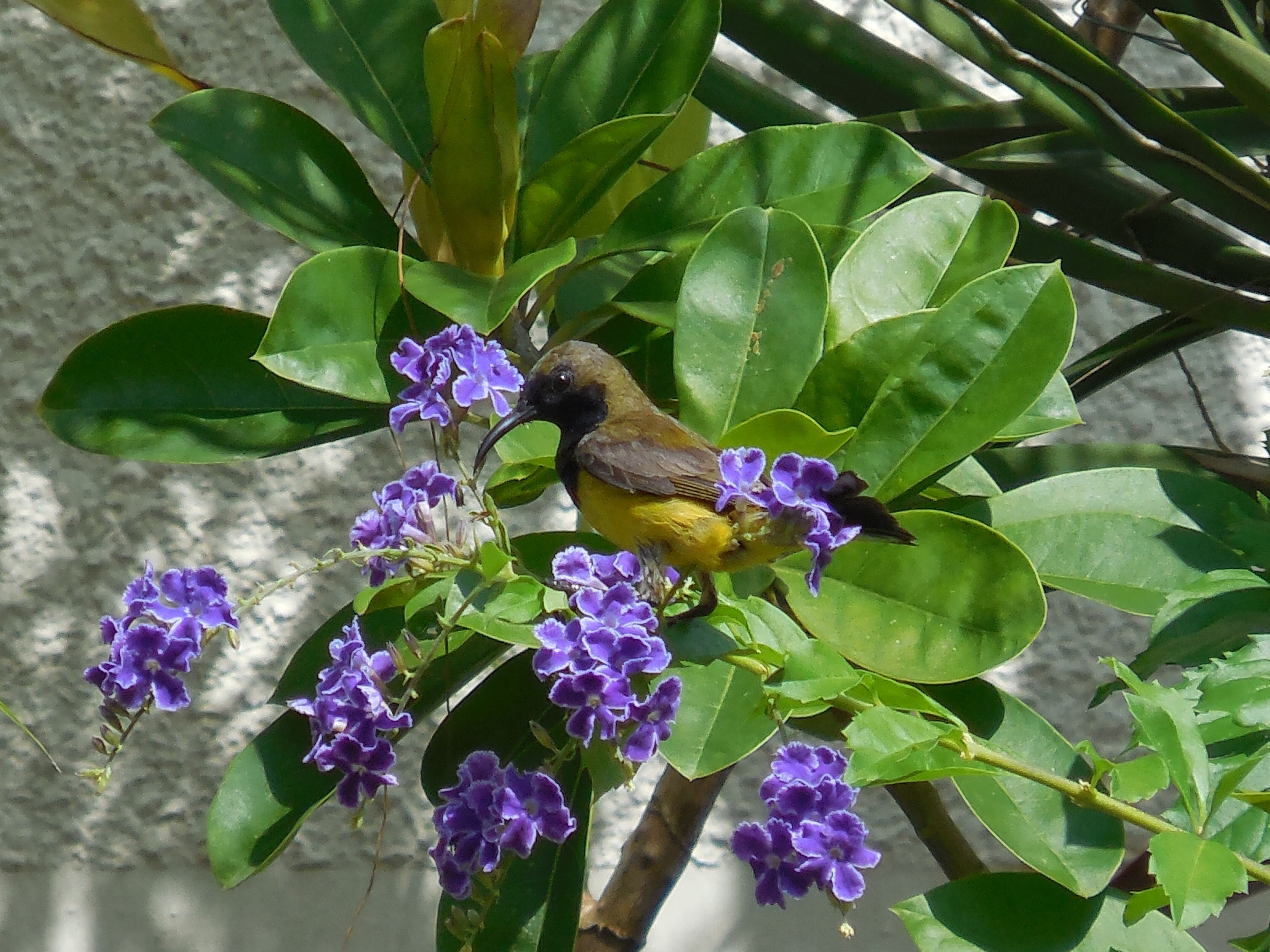 雄性黄腹花蜜鸟 olive-backed sunbird(m)（学名：nectarinia jugularis）