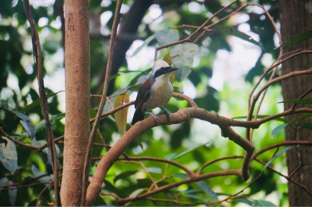White-crested laughingthrush