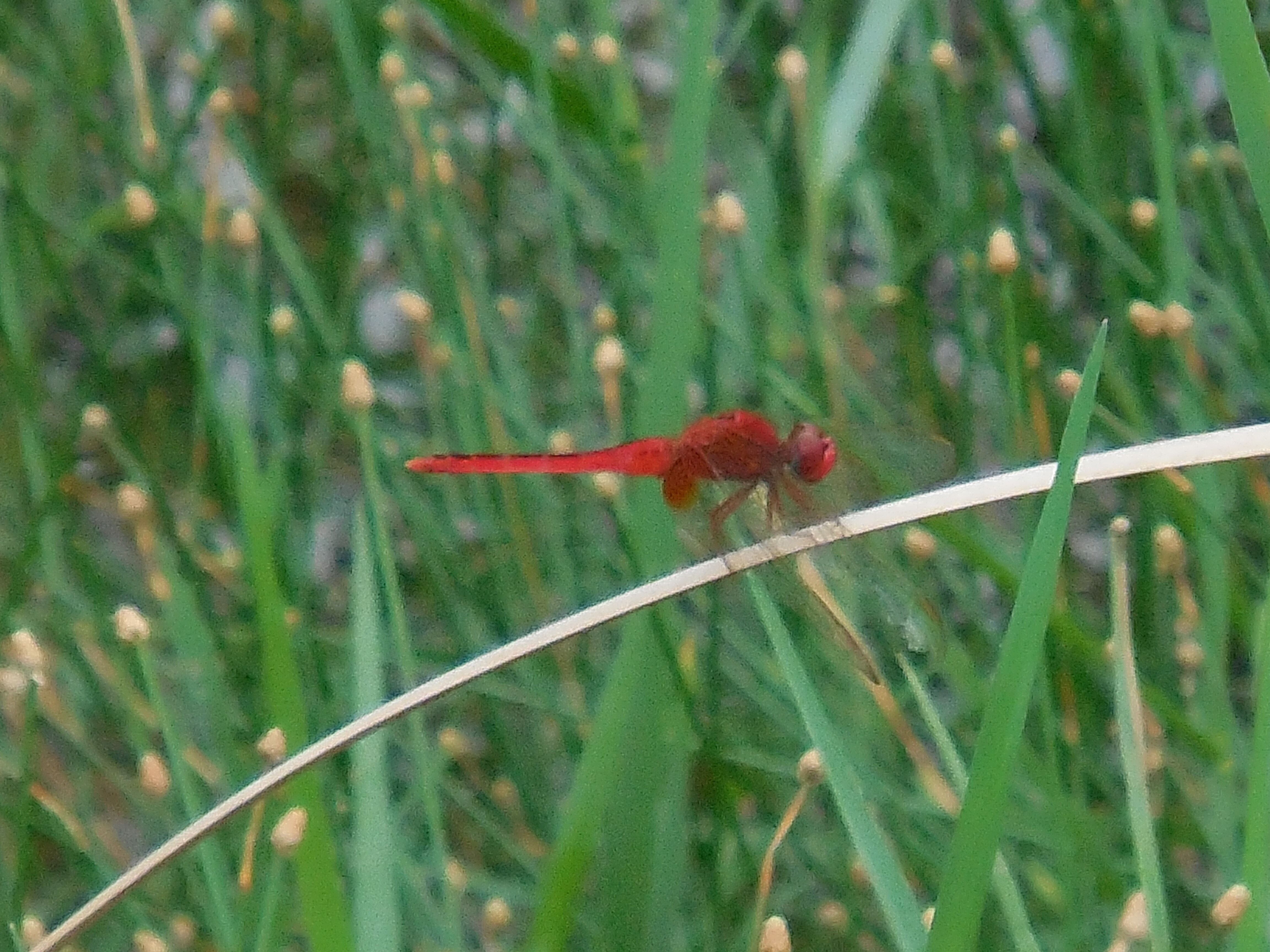 雄性猩红蜻蜓 common scarlet (m)（学名：crocothemis servilia）