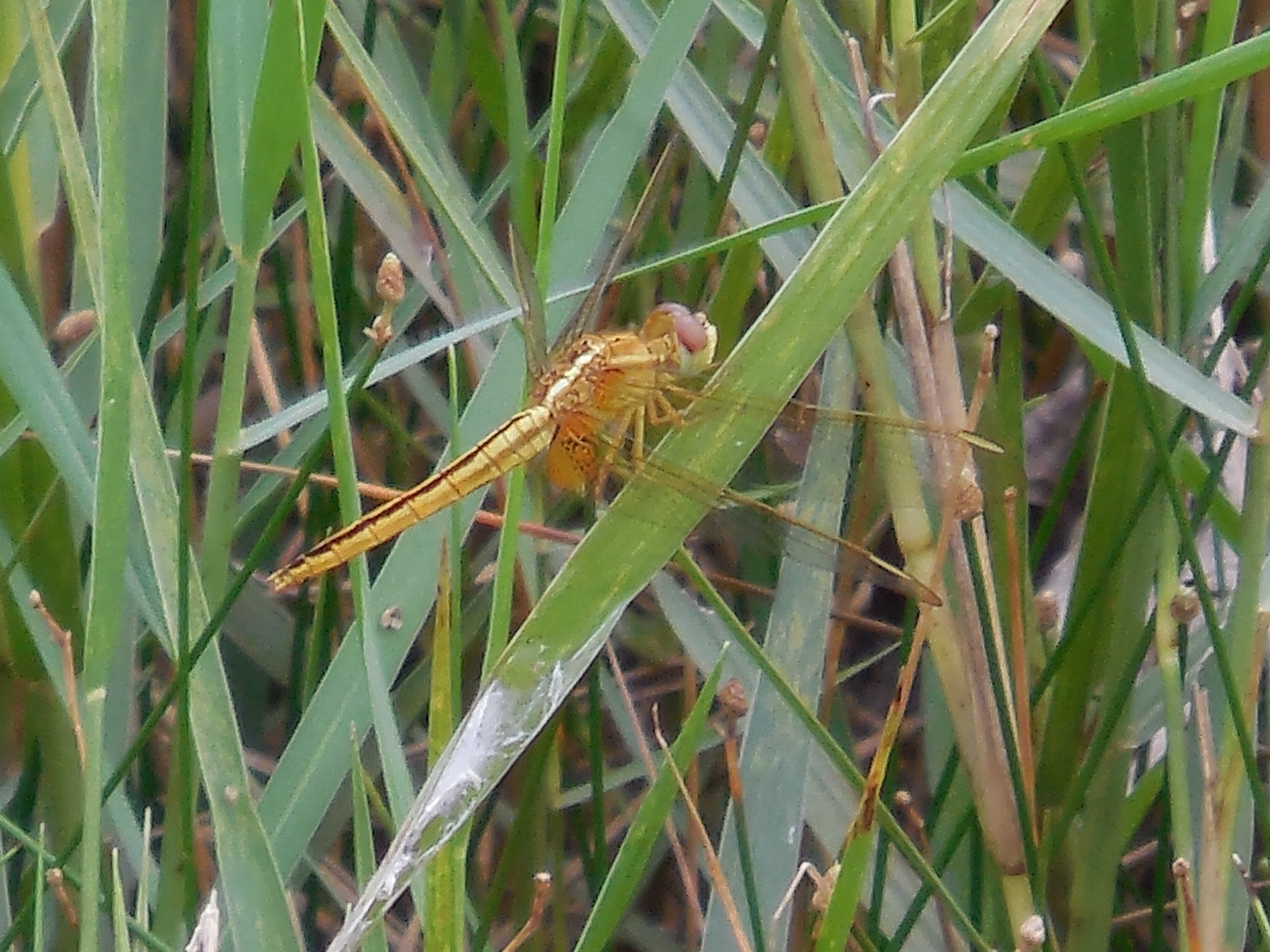 雌性猩红蜻蜓 common scarlet (f)（学名：crocothemis servilia）