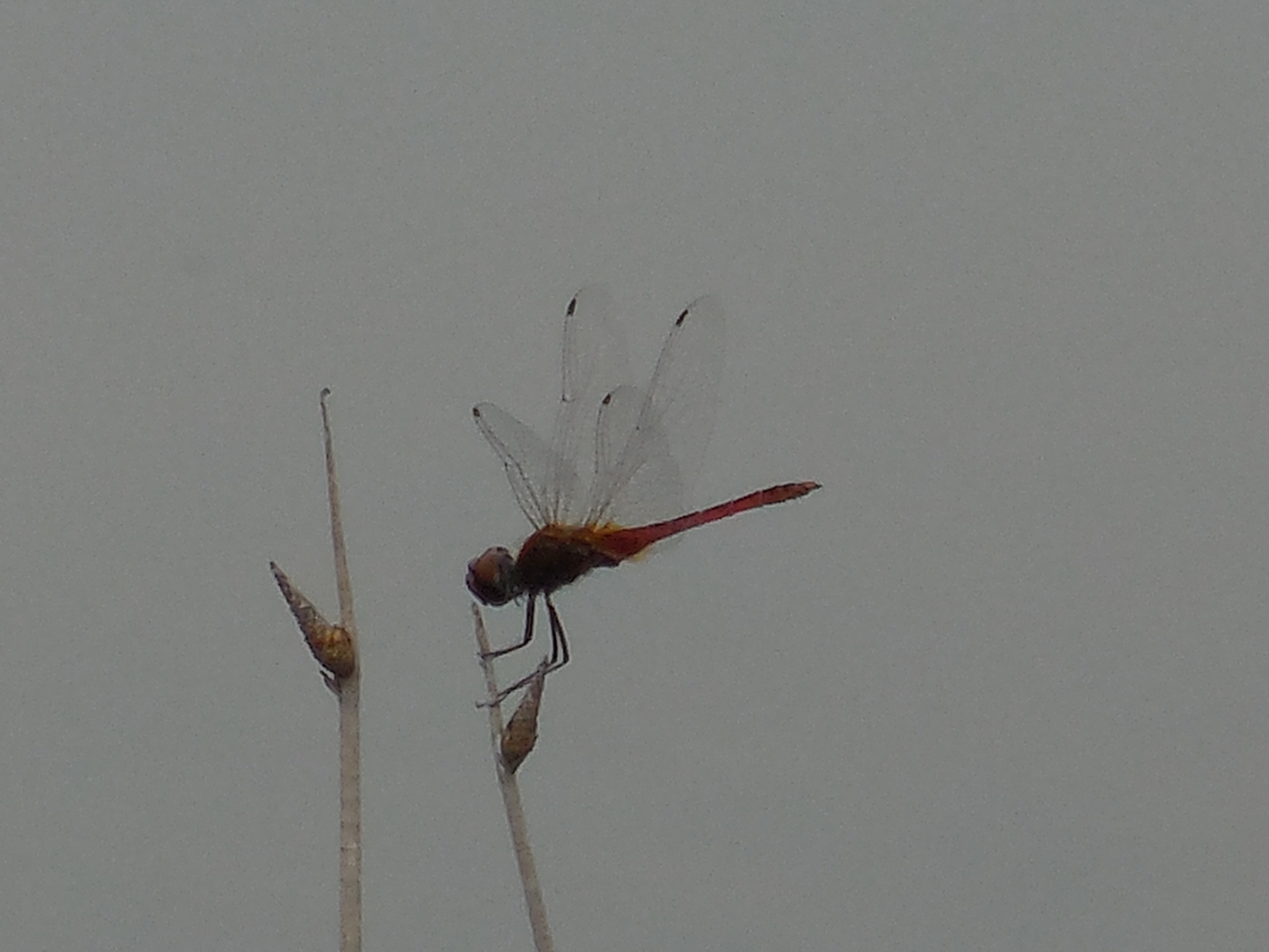 雄性紫红蜻蜓/晓褐蜻 crimson dropwing (m)（学名：trithemis aurora）