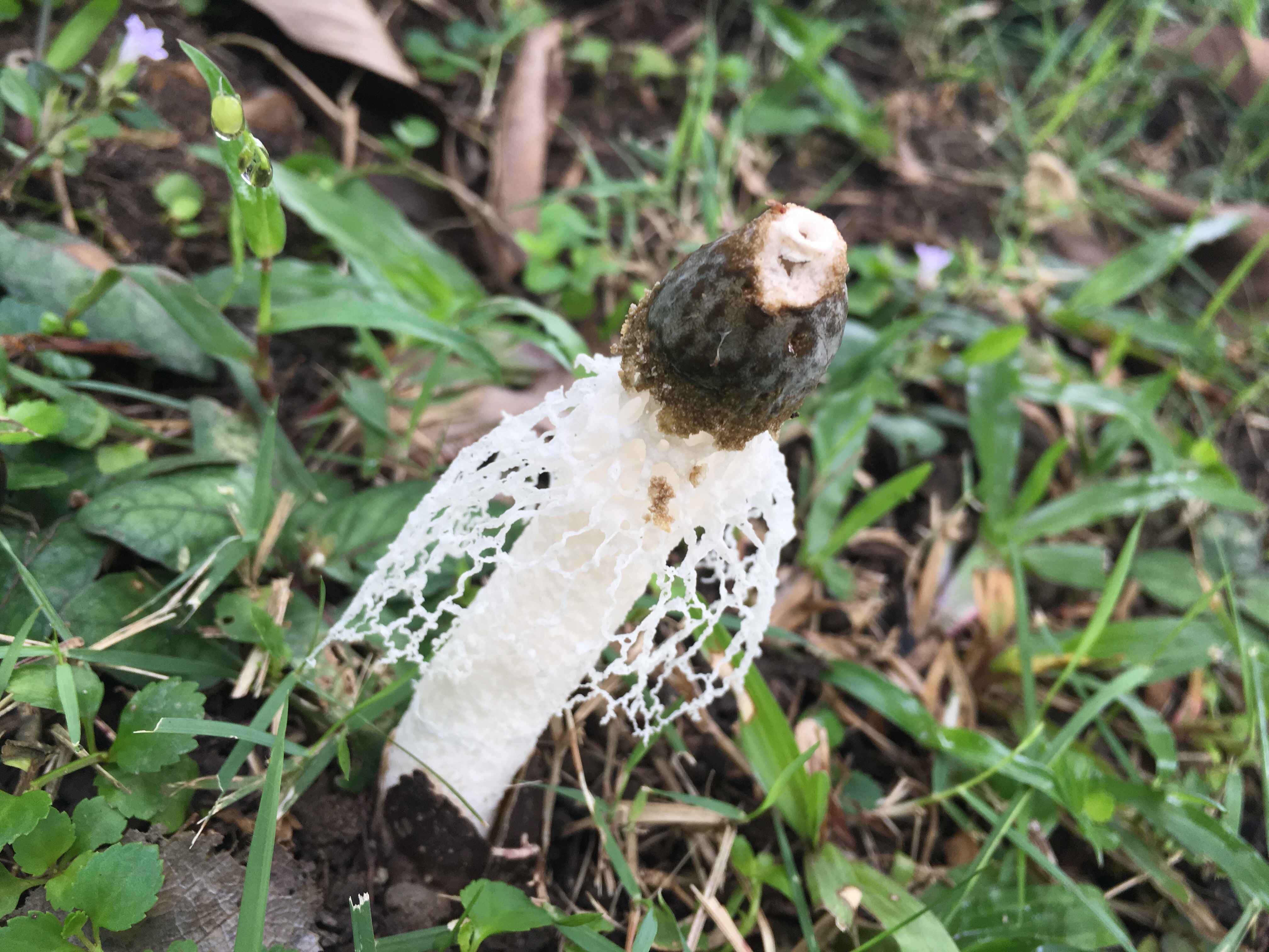 Bridal veil stinkhorn (phallus indusiatus)