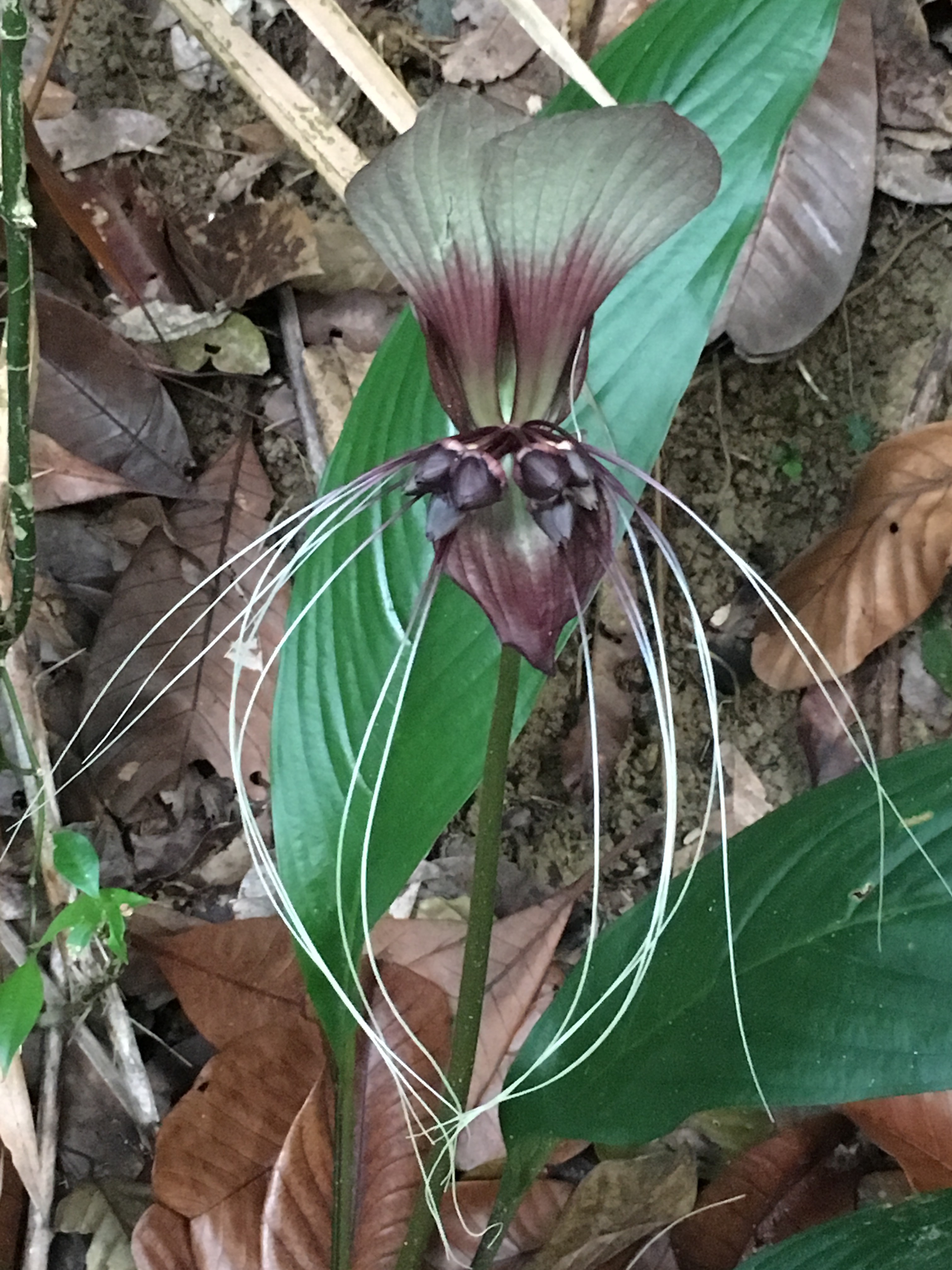 White bat lily (tacca integrifolia)