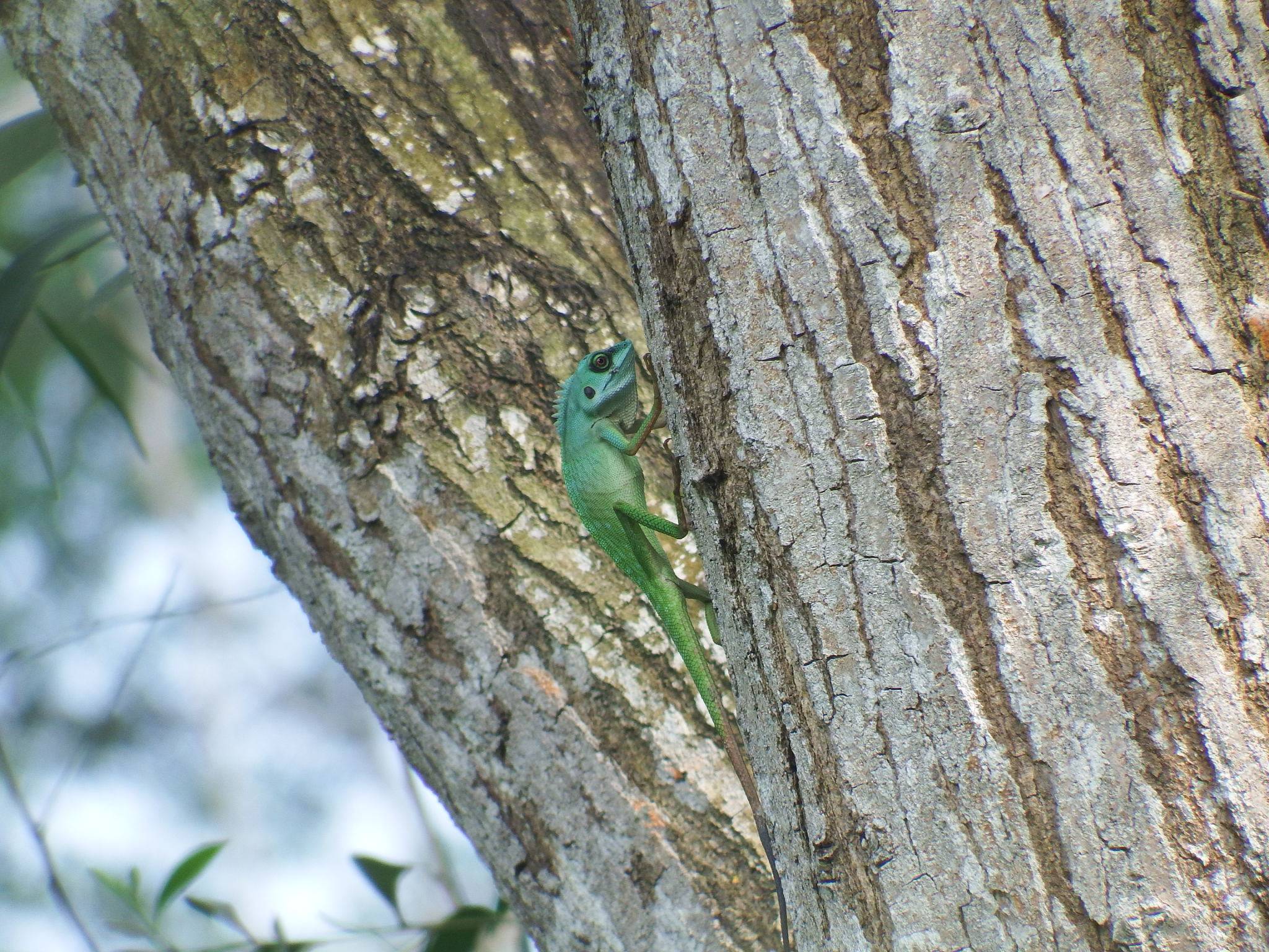 Green crested lizard