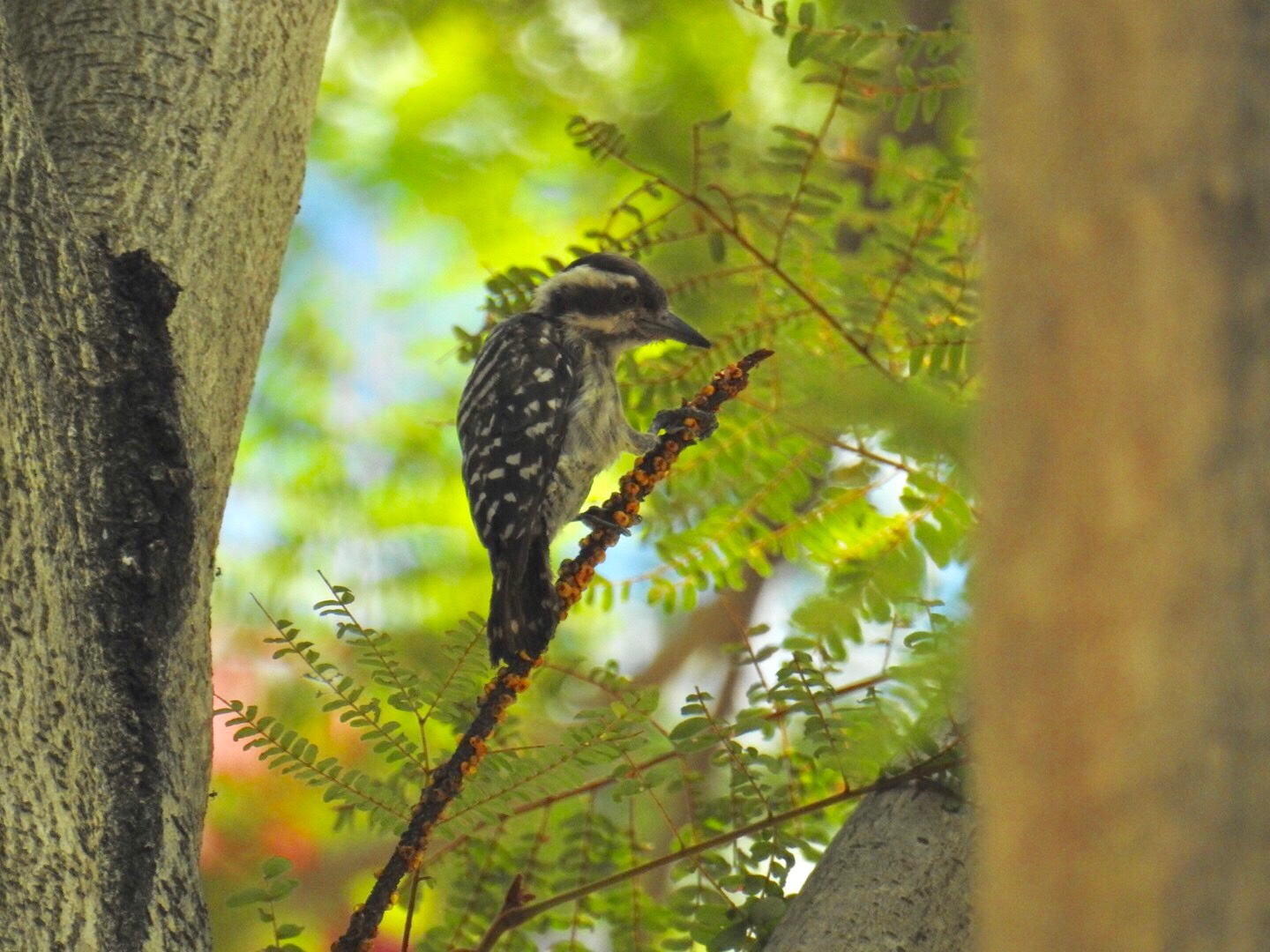 Sunda pygmy woodpecker 