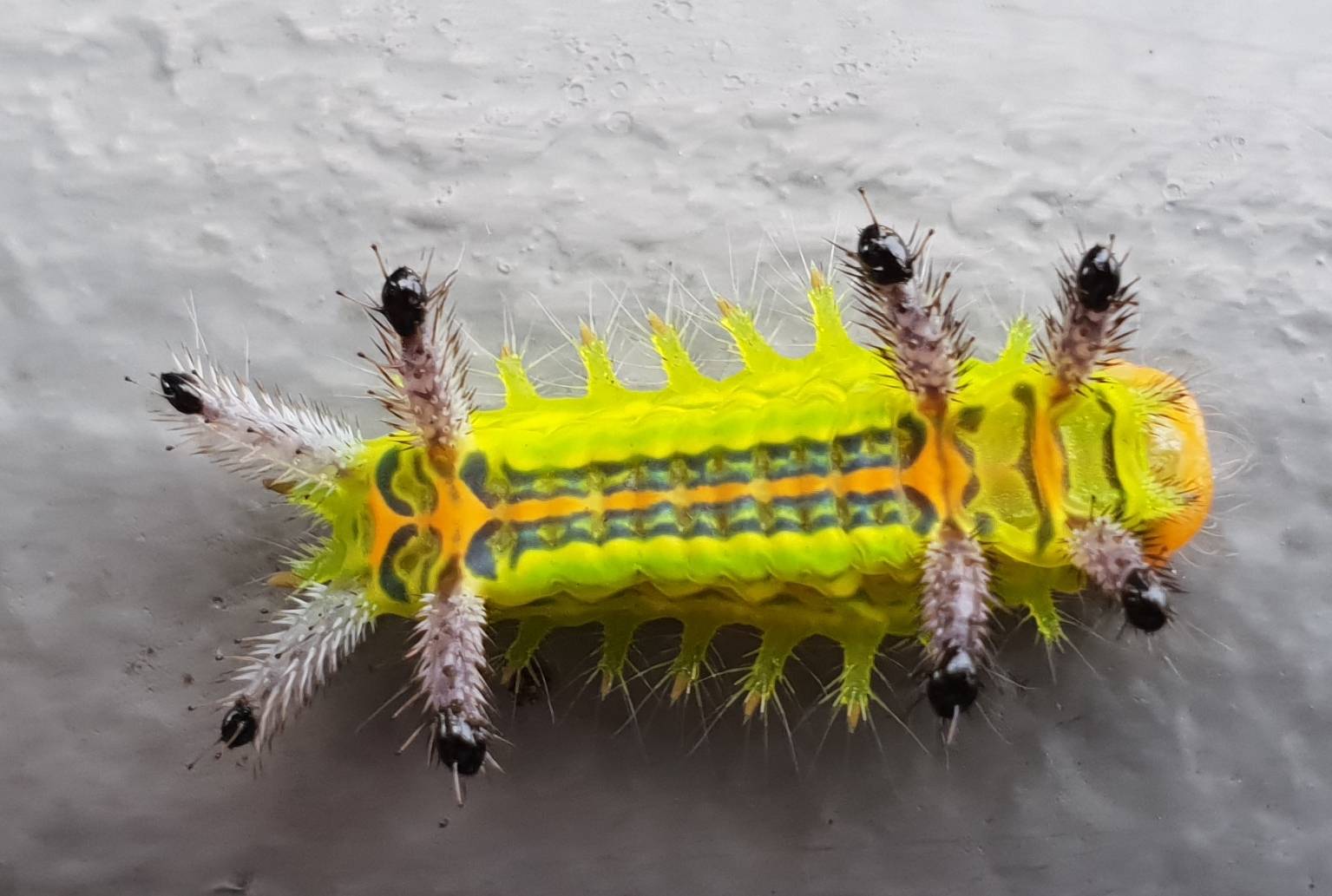 Cup moth/nettle slug (caterpillar)