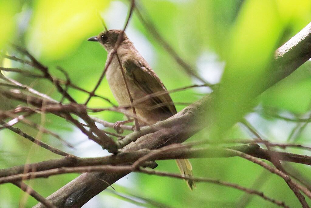 Olive-winged bulbul