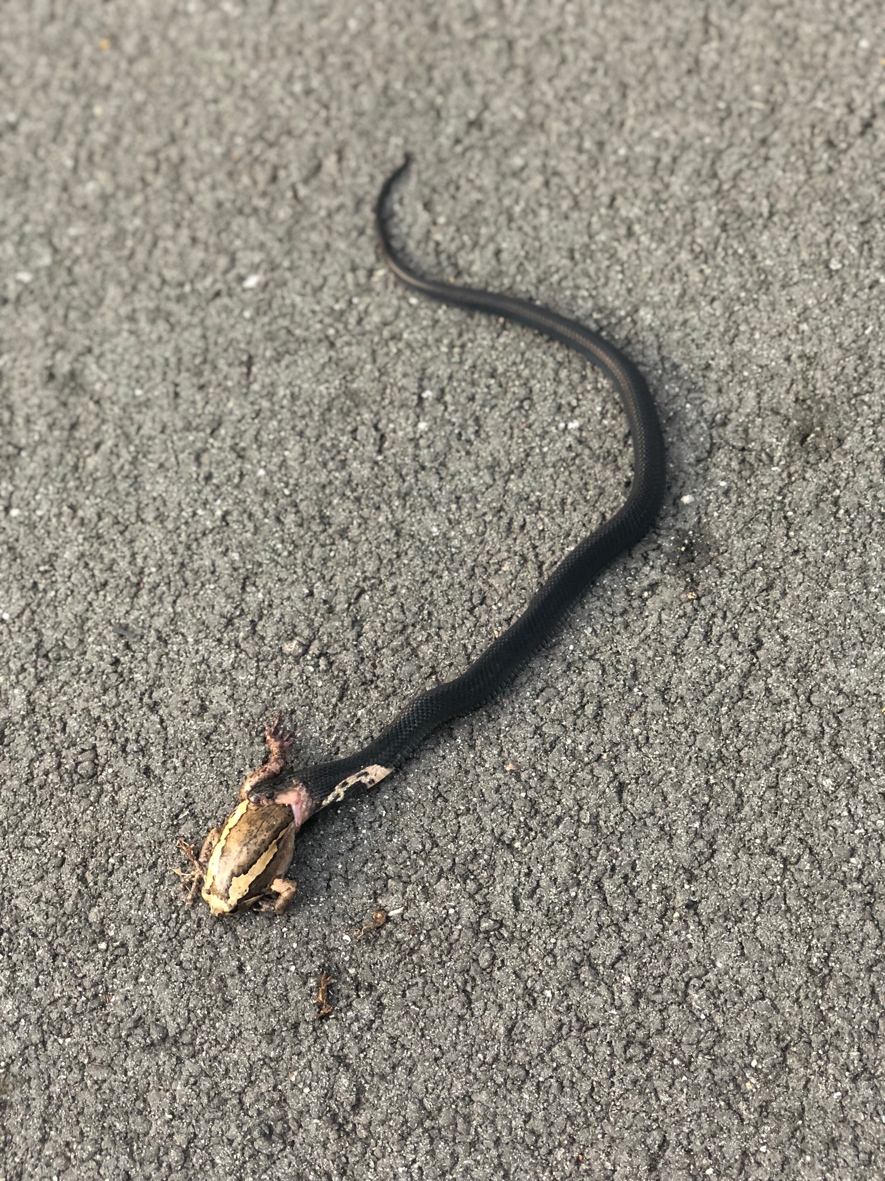 Black spitting cobra