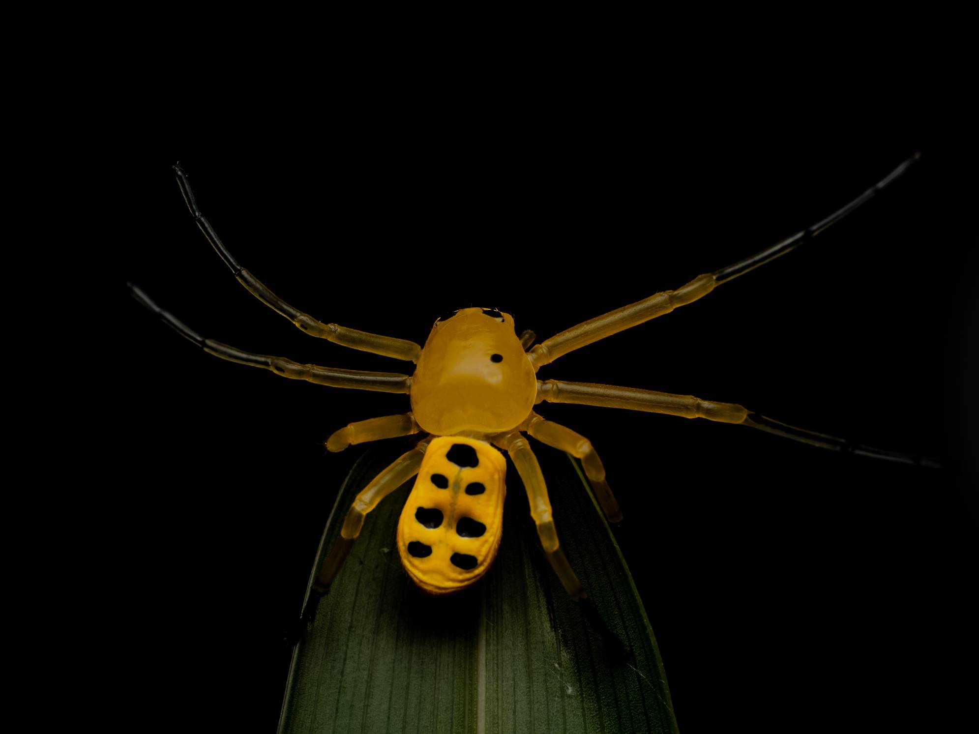 8 spotted crab spider