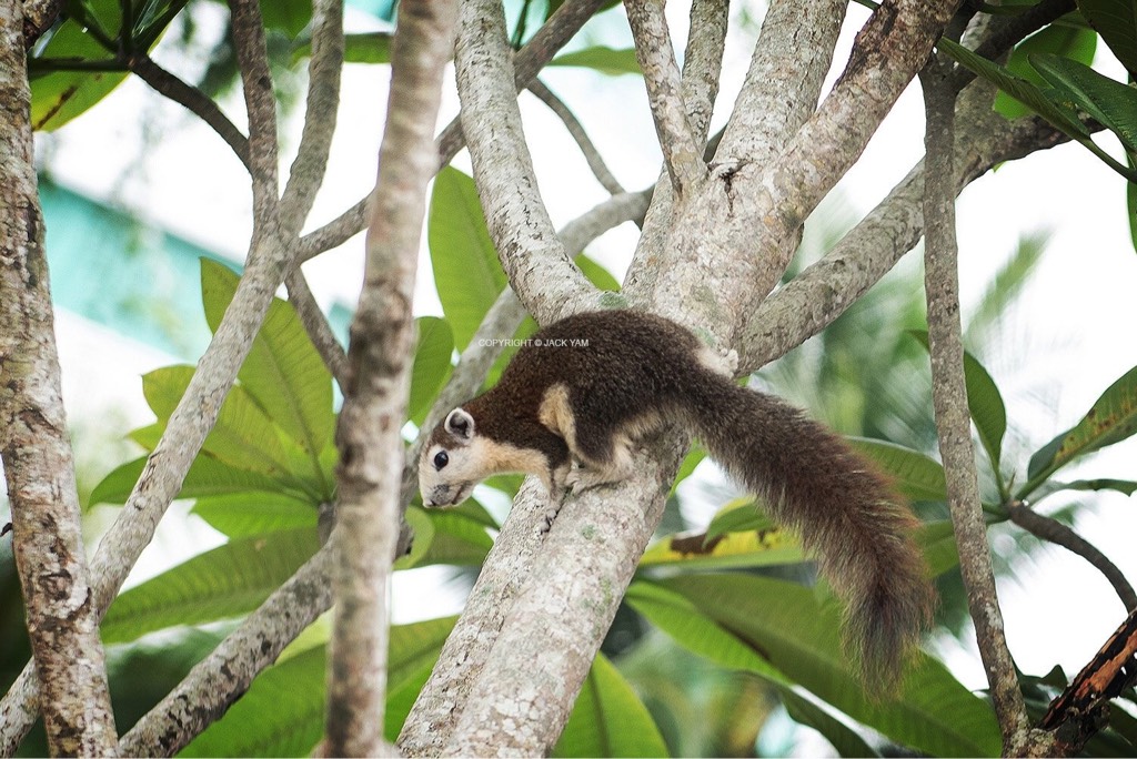 Variable squirrel