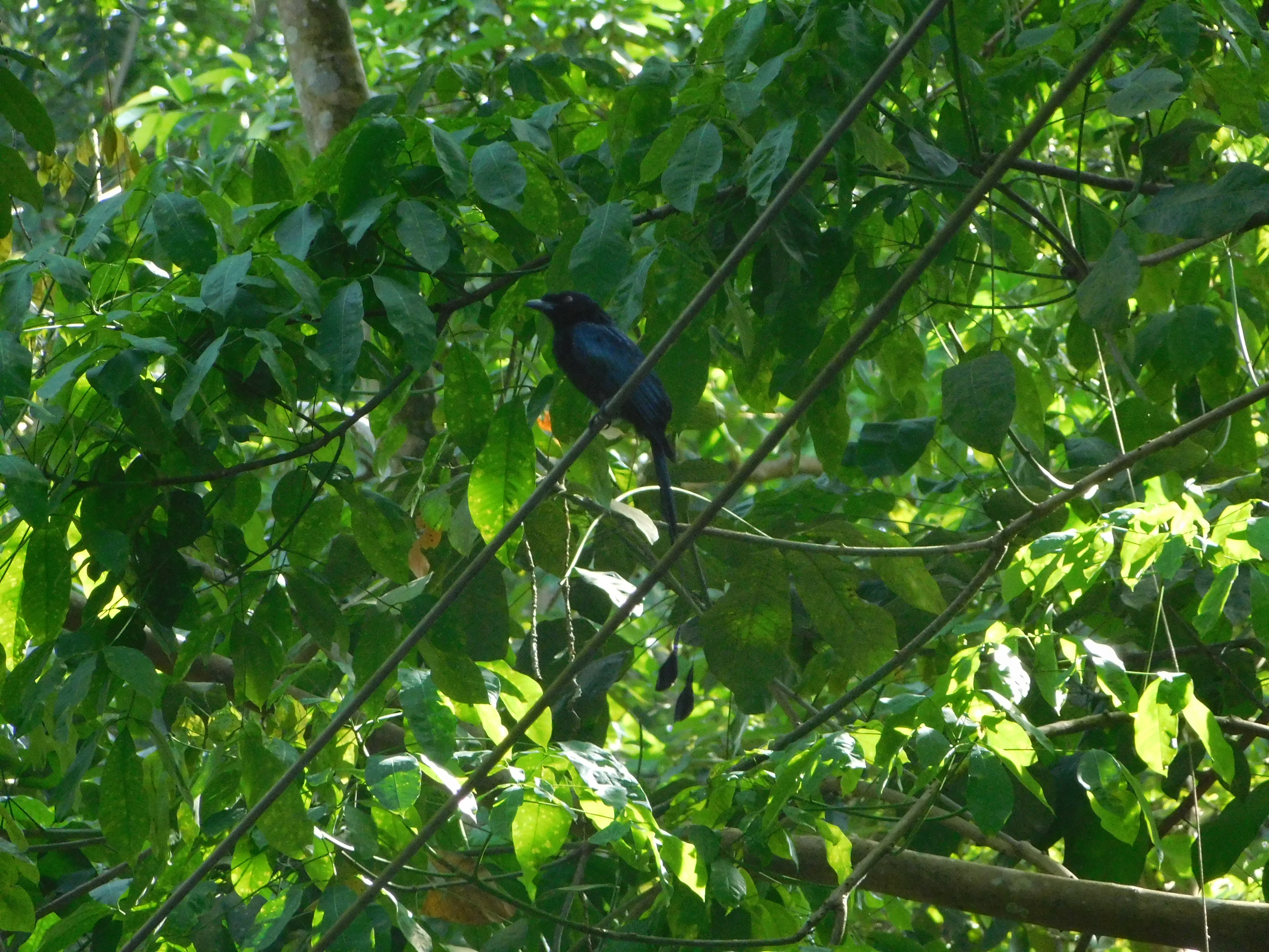 Greater racket-tailed drongo