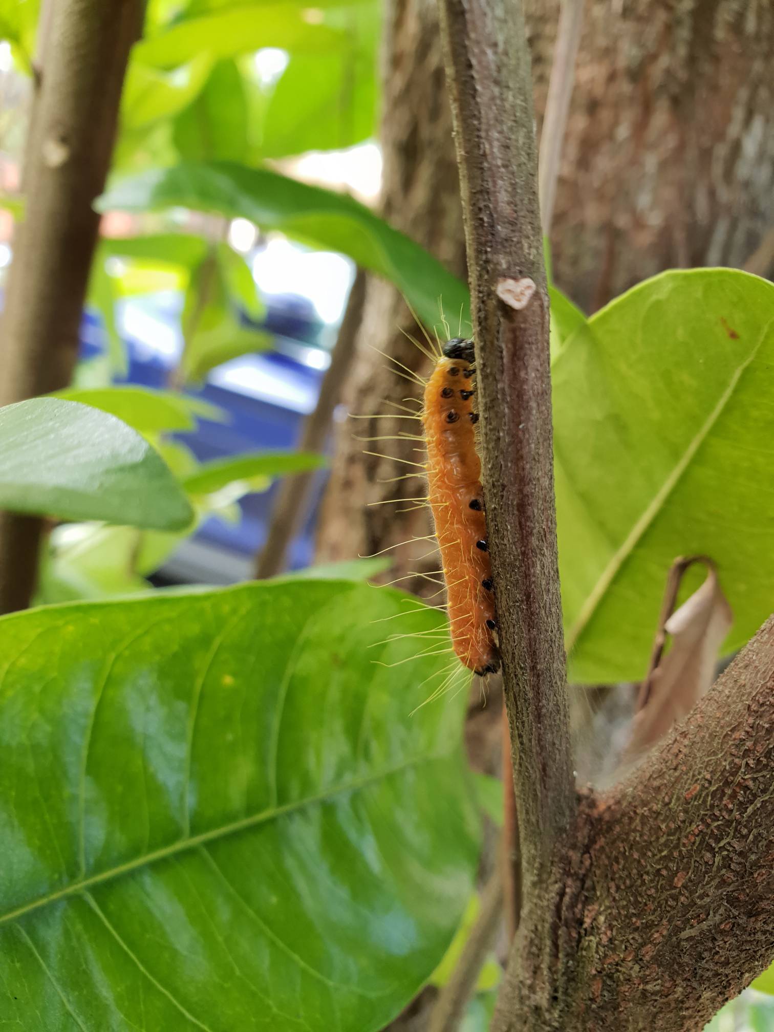 Painted jezebel (caterpillar) (Delias hyparete metarete) - Biodiversity ...