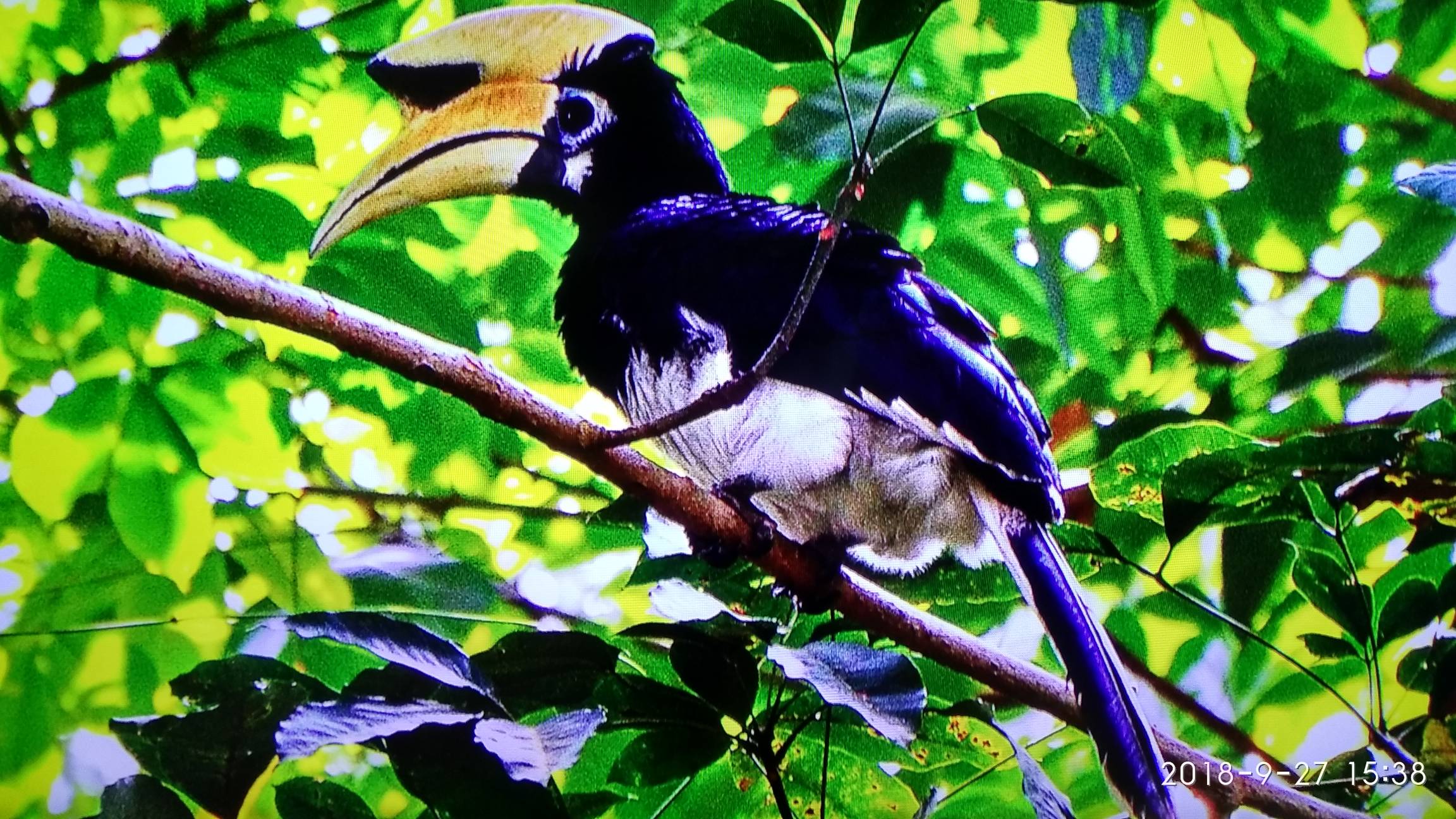 Oriental pied hornbill (botanic garden)