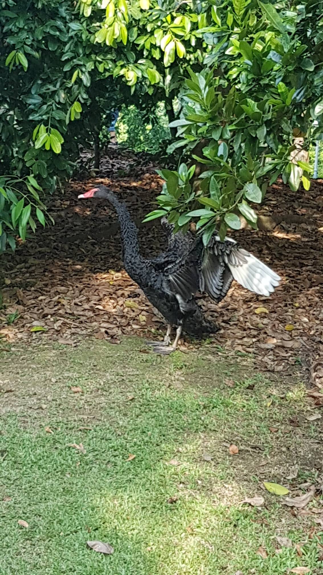 Black swan