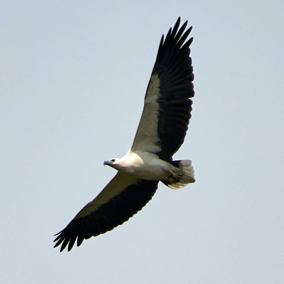 White-bellied sea eagle