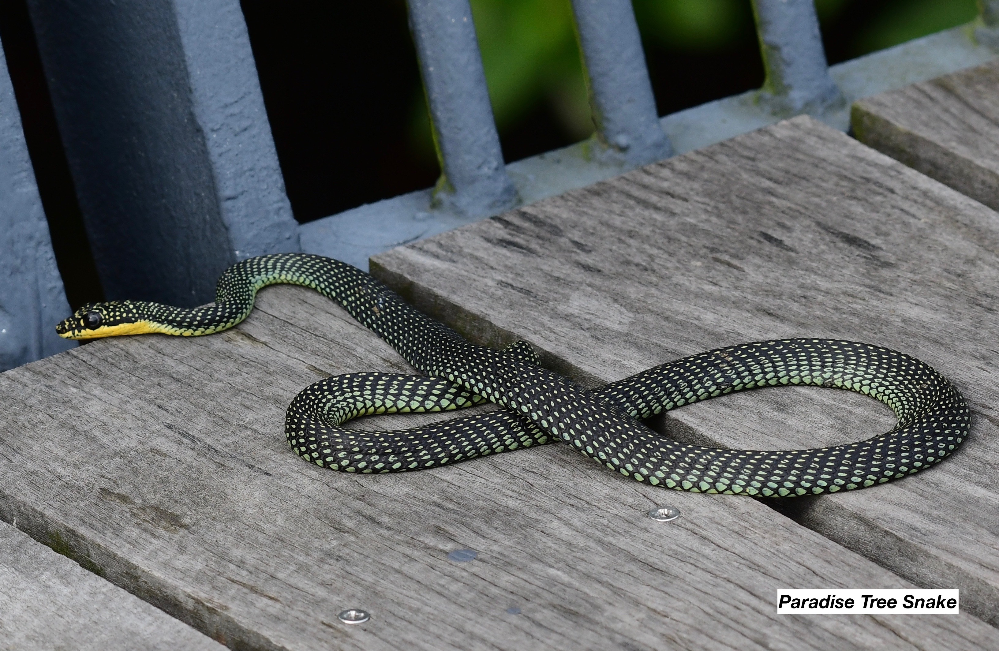 Paradise tree snake