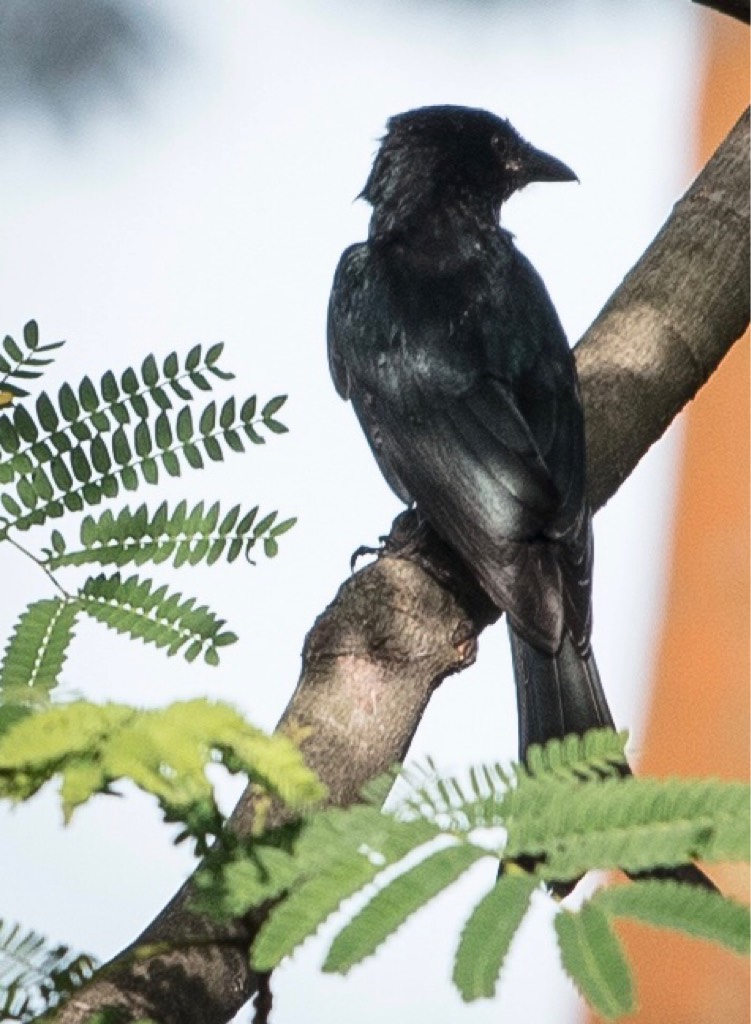 Crow-billed drongo