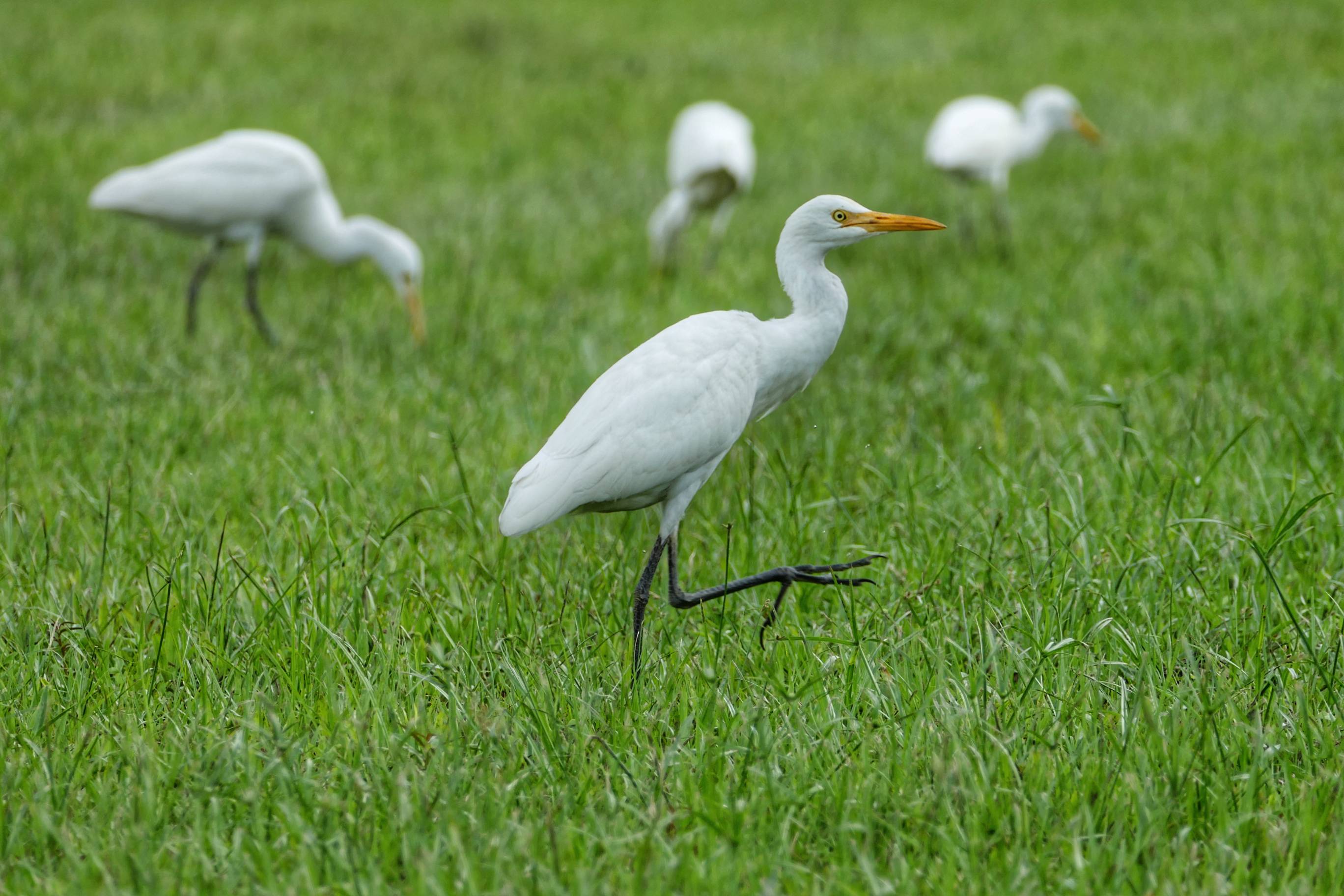 Eastern cattle egret