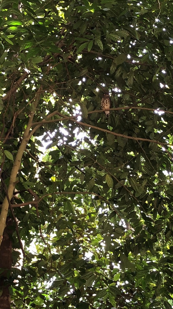 Brown hawk-owl