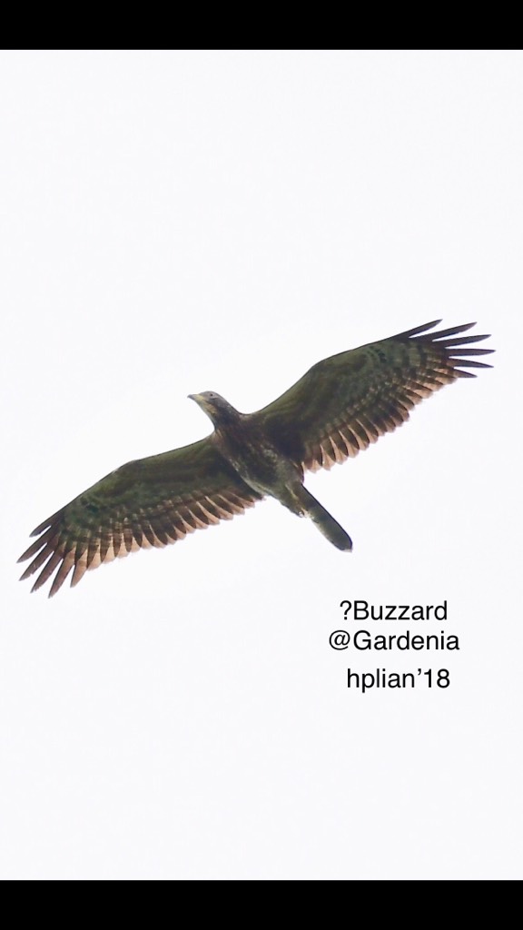 Crested honey buzzard