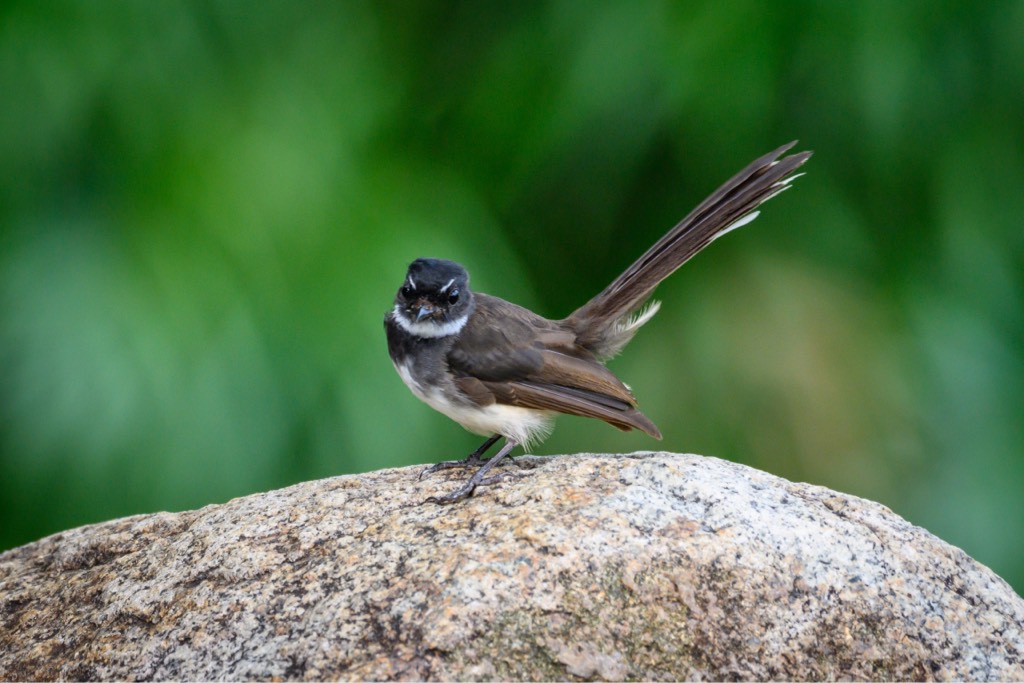 Malaysian pied fantail