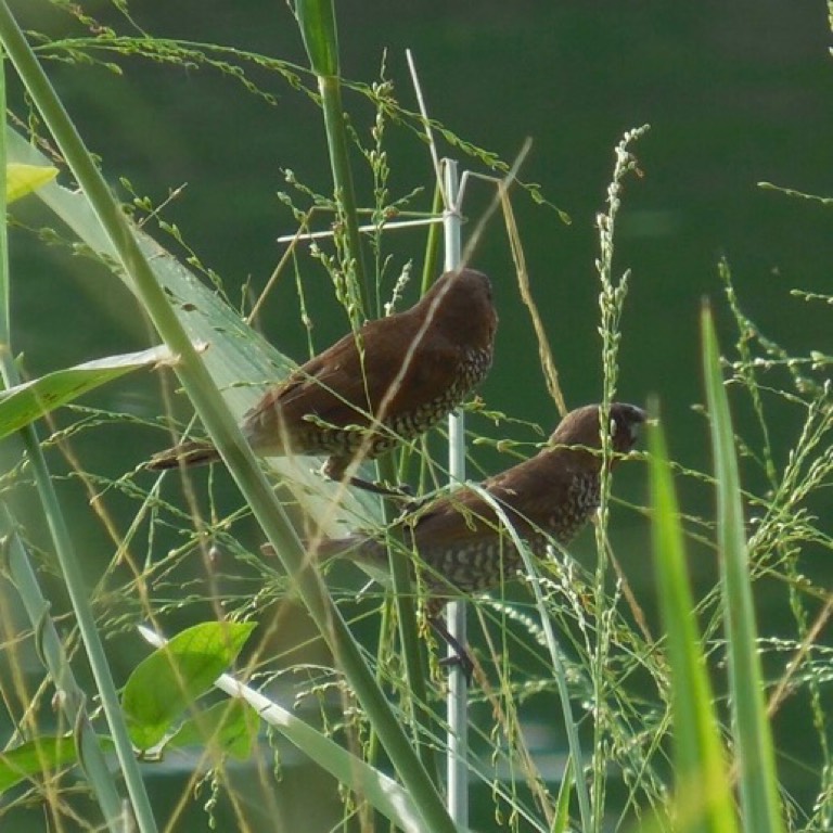 斑文鸟 scaly-breasted munia or spotted munia （学名：lonchura punctulata）