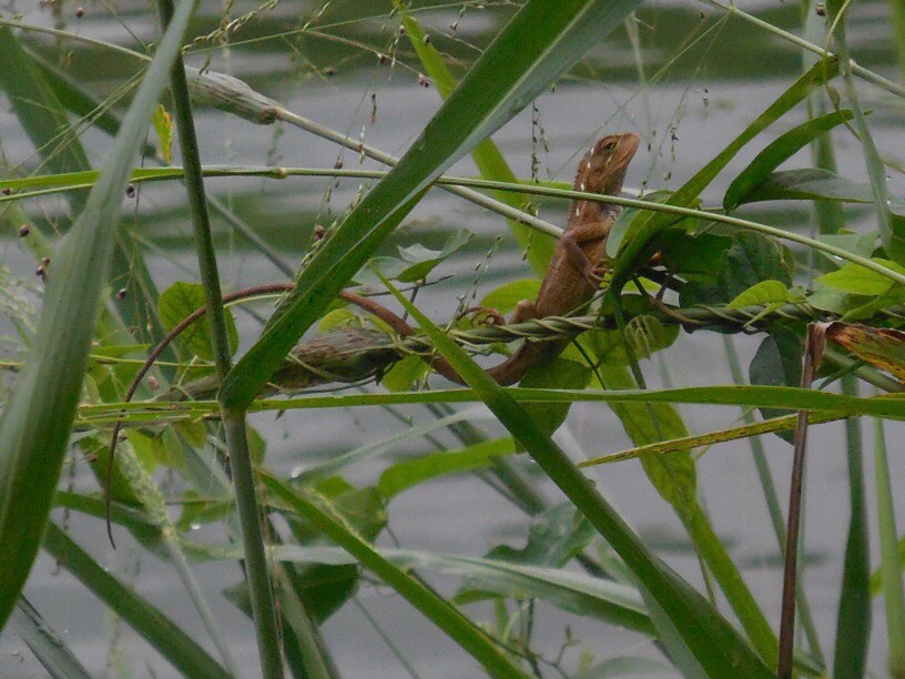 变色树蜥 changeable lizard or oriental garden lizard（学名：calotes versicolor）