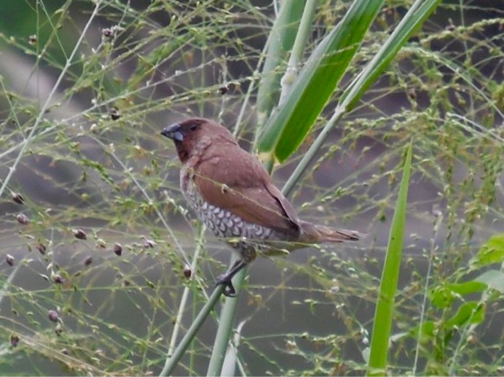 斑文鸟 scaly-breasted munia or spotted munia （学名：lonchura punctulata）