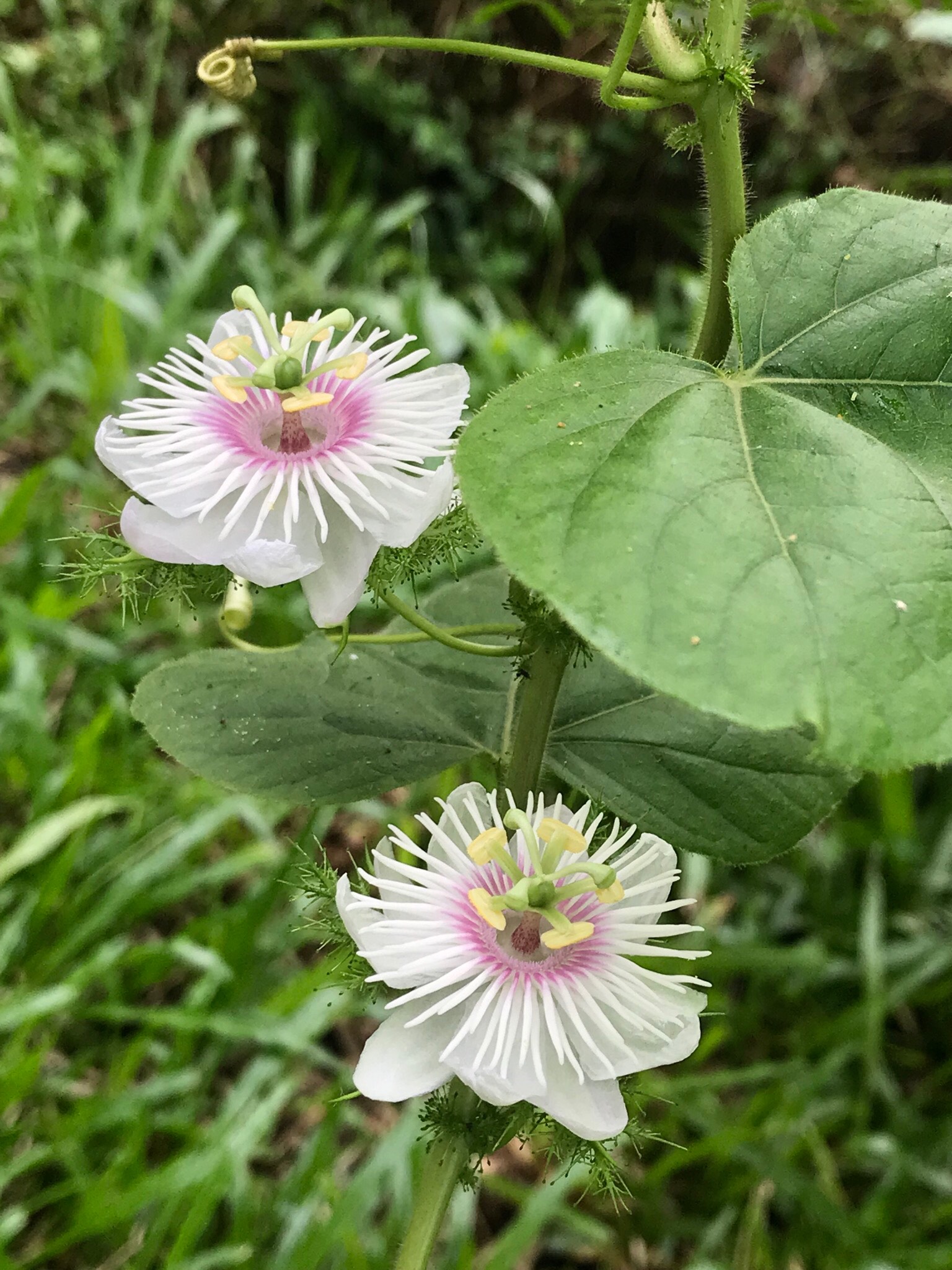 毛西番莲 love-in-a-mist, stinking passionflower（学名：passiflora foetida linn）