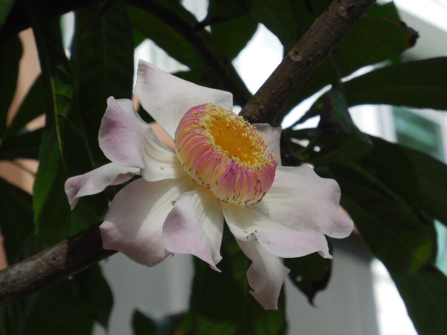 天堂莲花 heaven lotus（学名：gustavia superba）