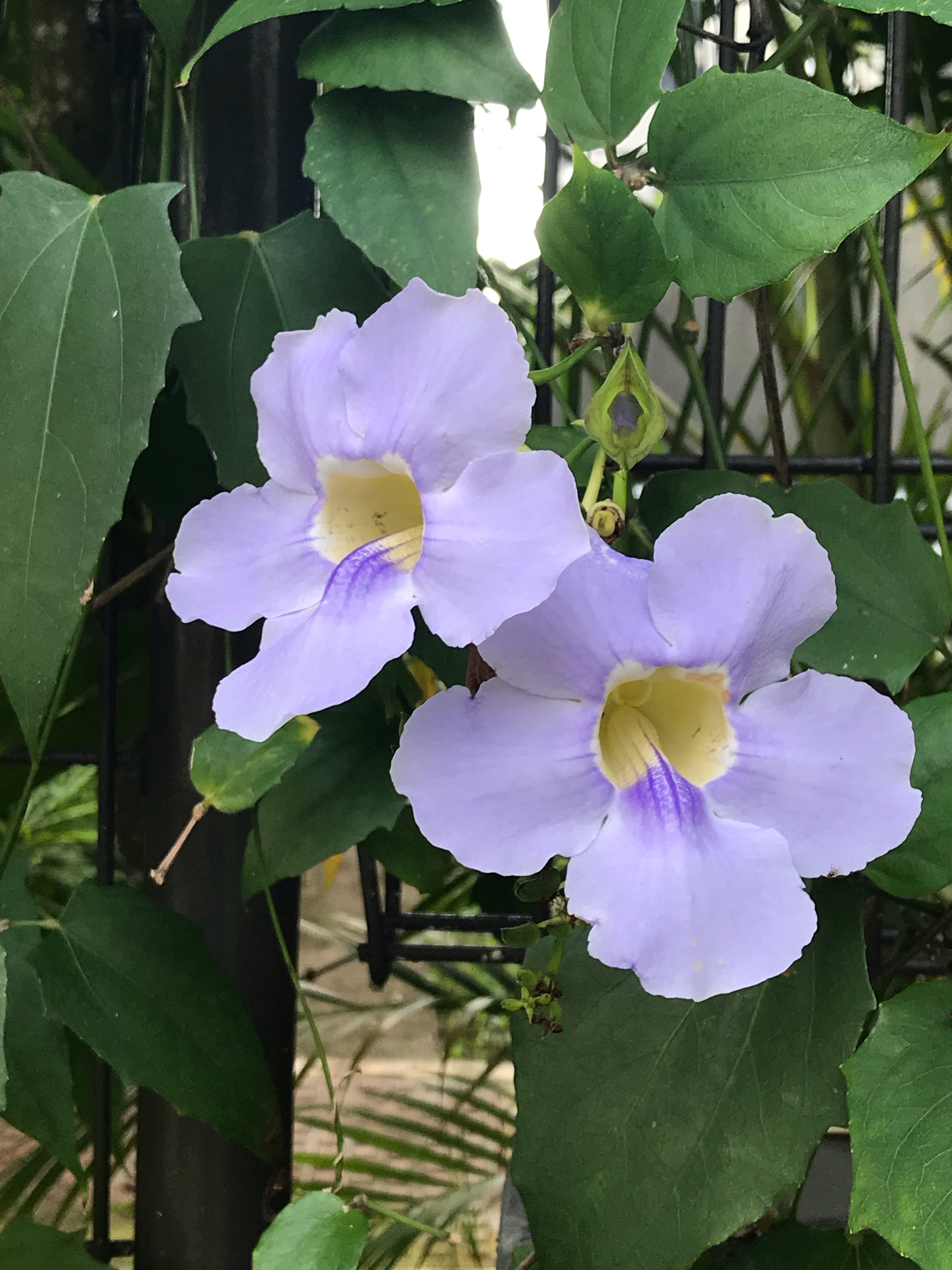 桂叶山牵牛 blue trumpet vine（学名：thunbergia laurifolia）