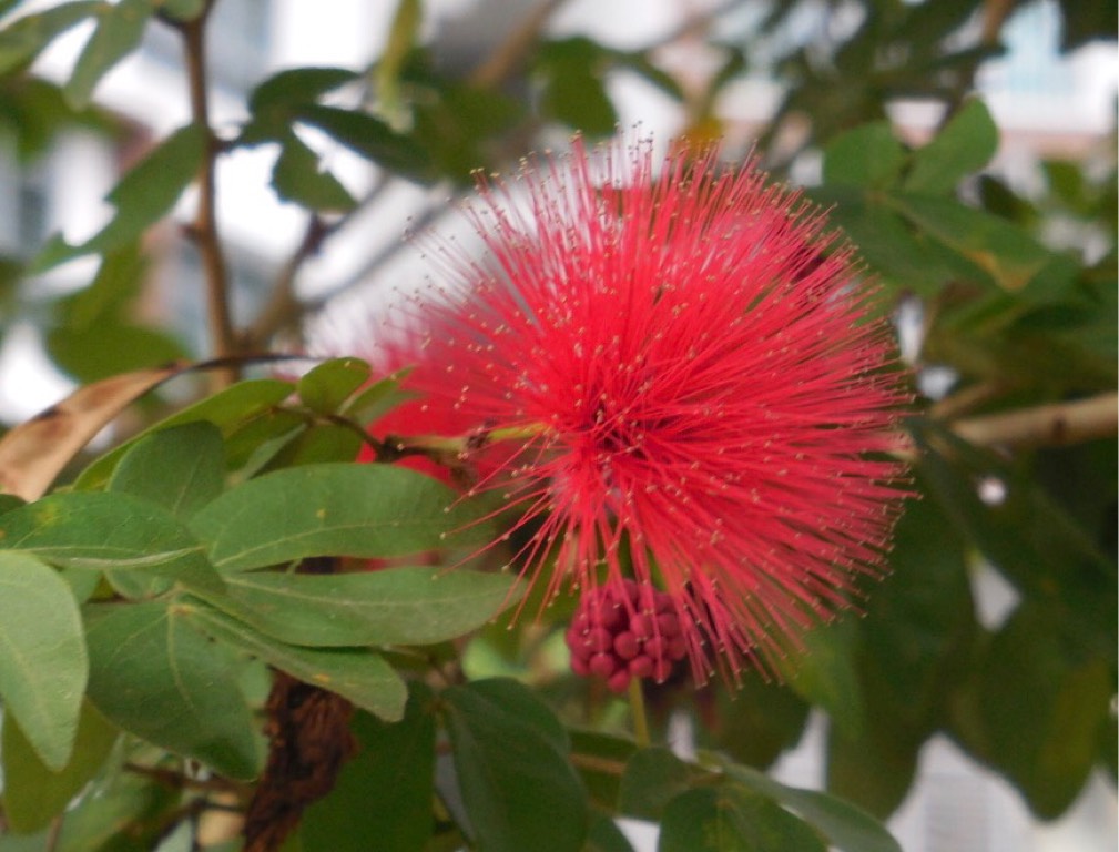 红粉扑花 dwarf powder puff, red powderpuff plant（学名：calliandra tergemina var. emarginata）