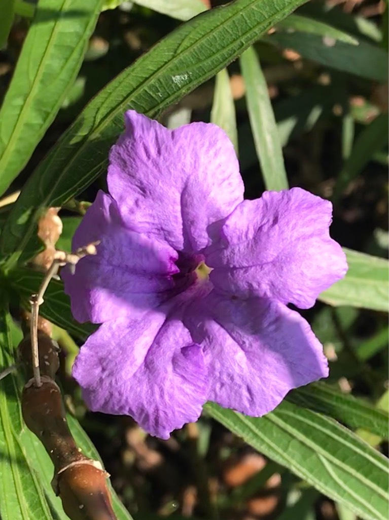 翠芦莉，又称蓝花草 britton's wild petunia（学名：ruellia brittoniana）
