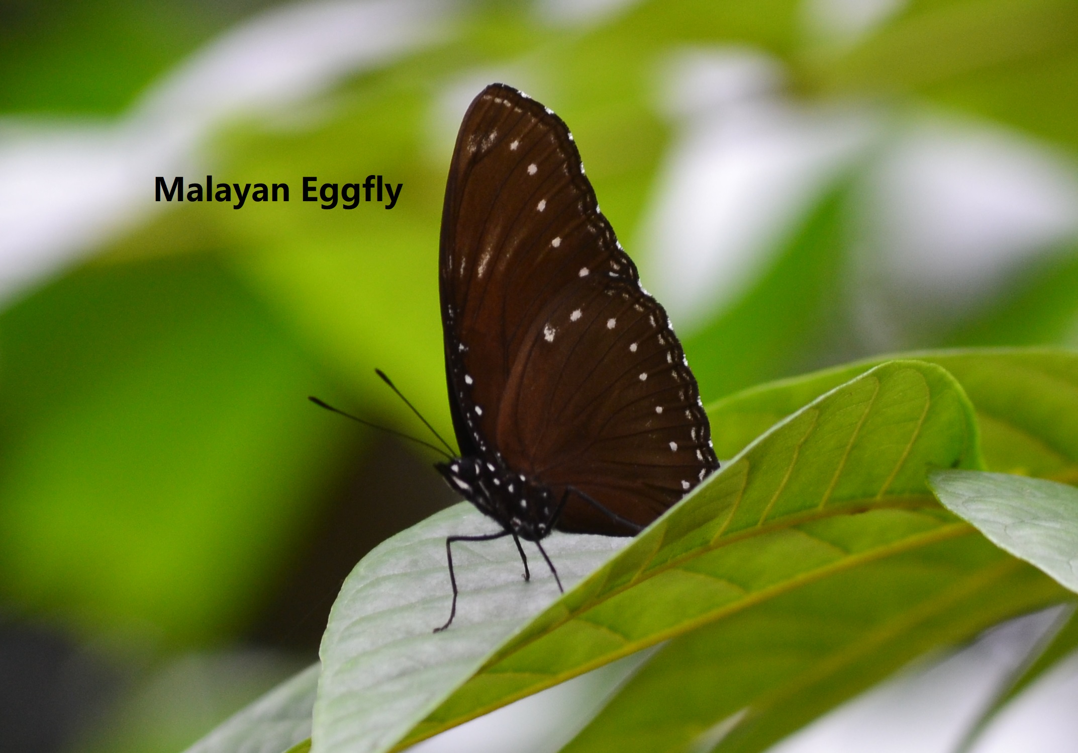 Malayan eggfly