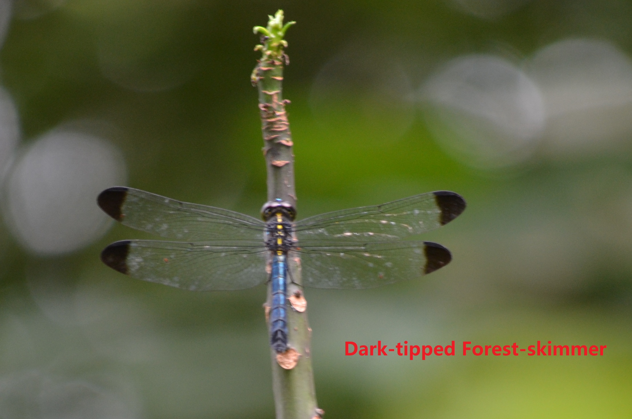 Dark-tipped forest-skimmer