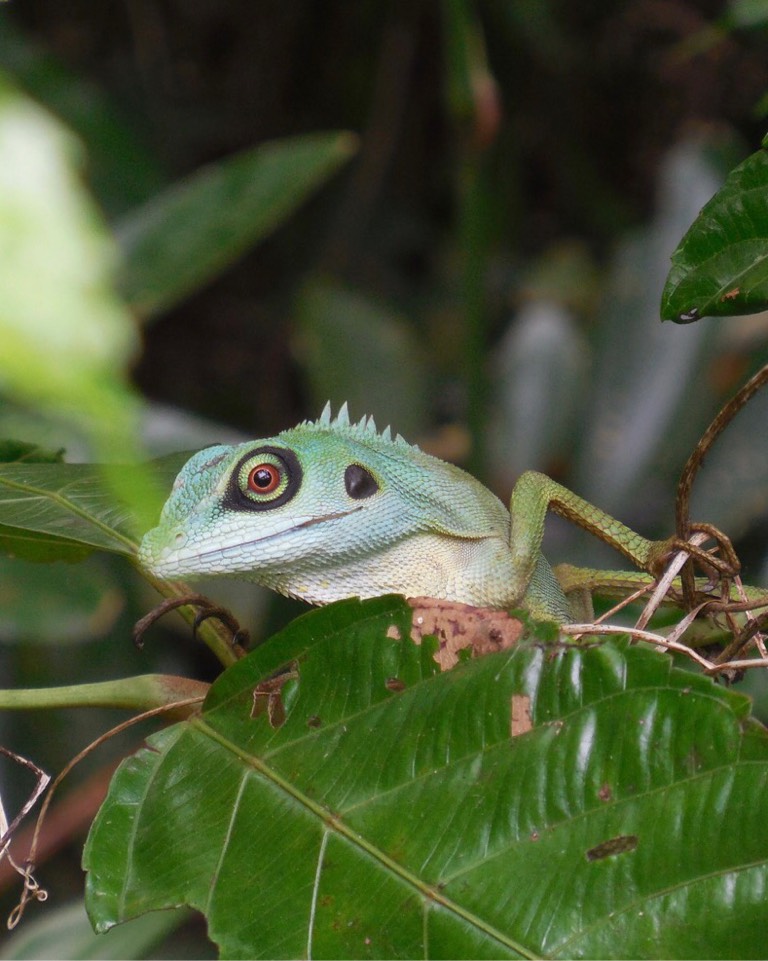 绿冠蜥 green crested lizard （学名：bronchocela cristatella）