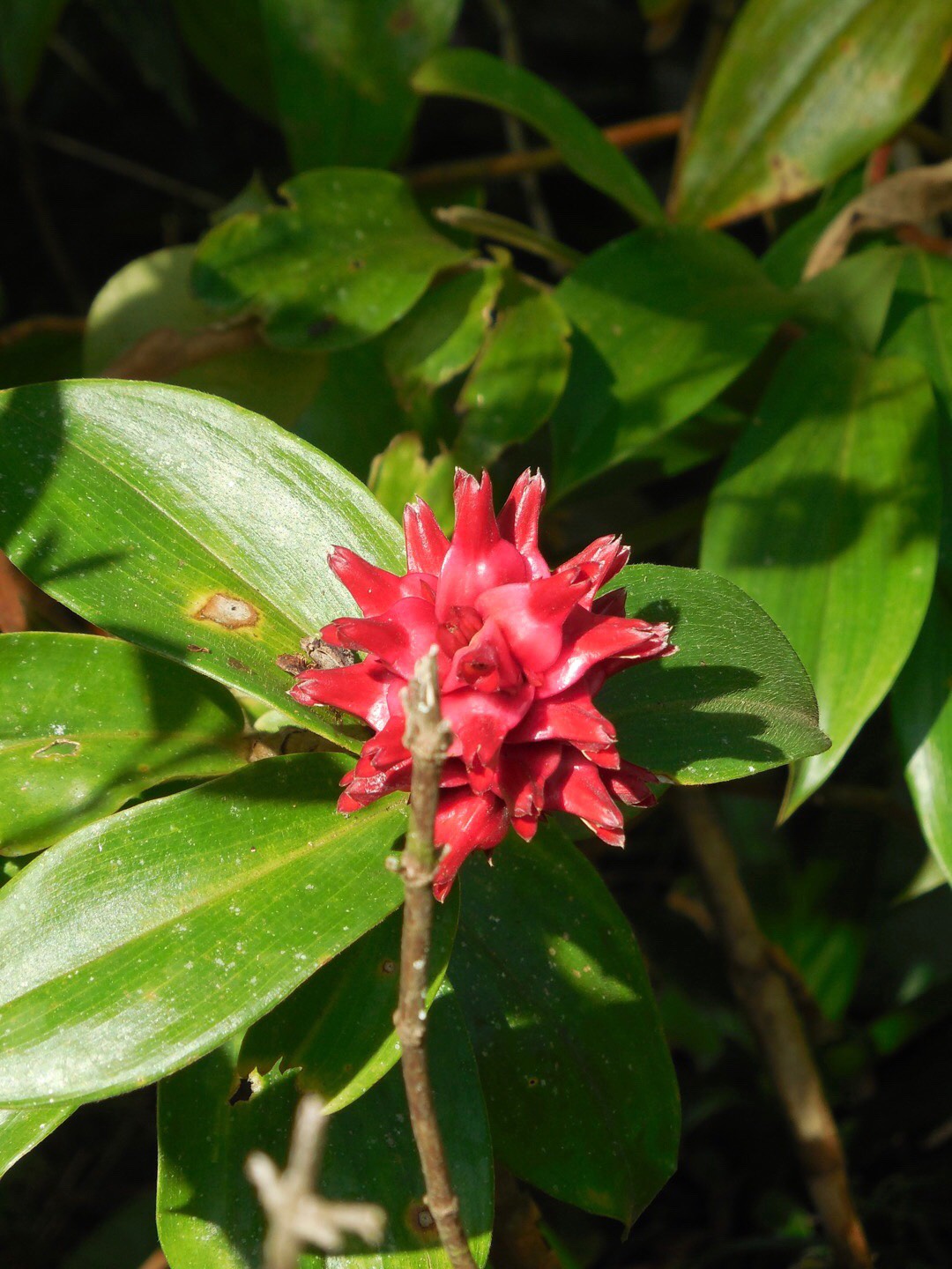 红花月桃 red ginger（学名：alpinia purpurata）