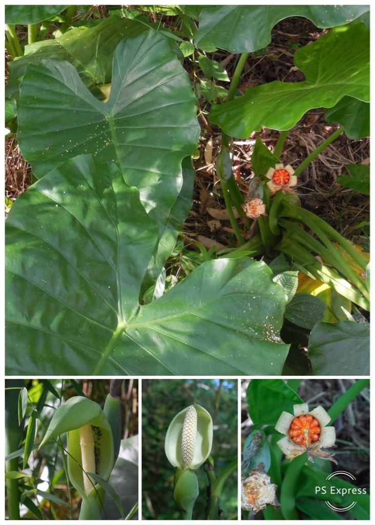 象耳芋，又称海芋 giant taro（学名：alocasia macrorrhizos）