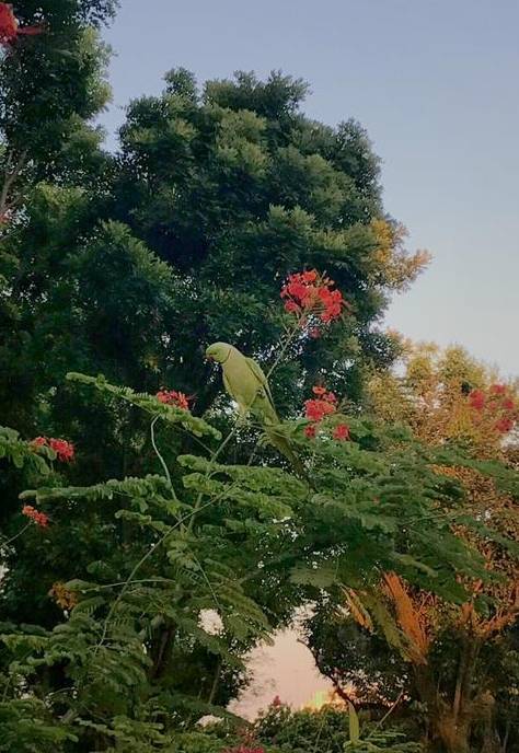 Rose-ringed parakeet