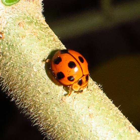 九星瓢虫variable ladybird (coelophora inaequalis)