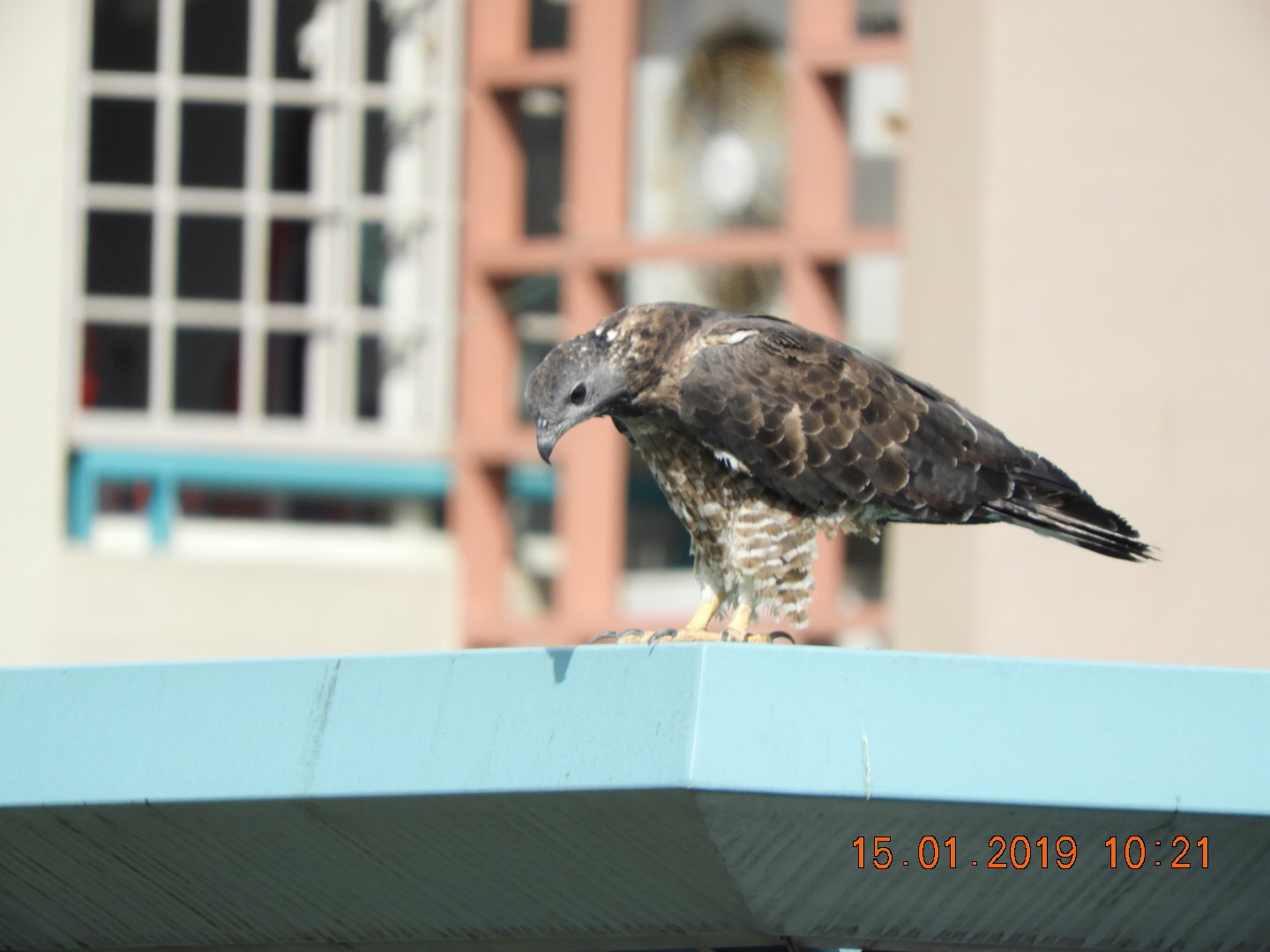 Japanese sparrowhawk