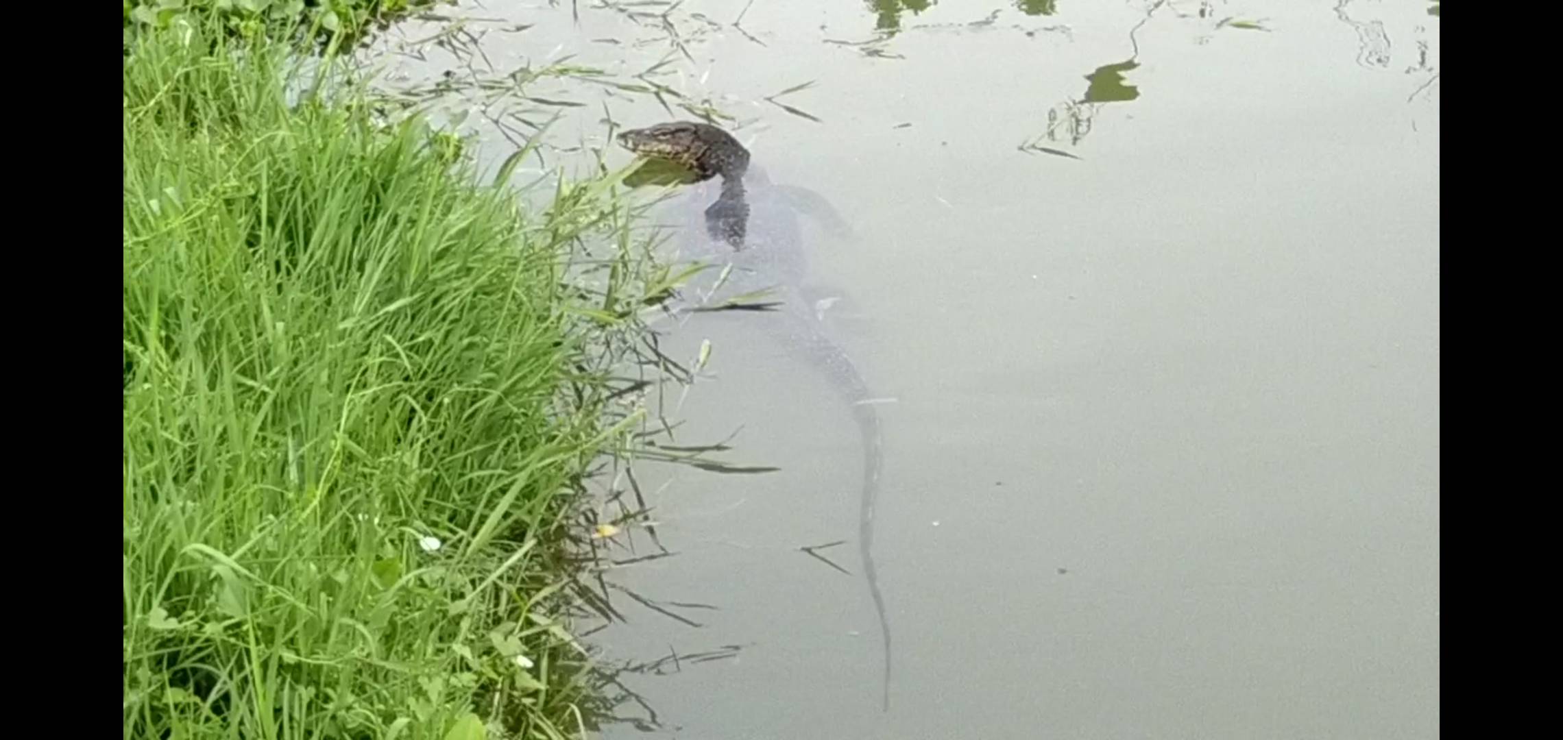 Malayan water monitor lizard