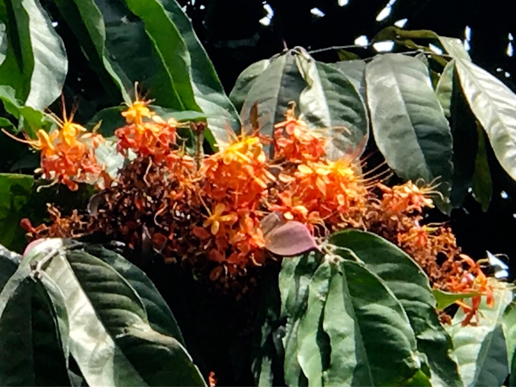 无忧树 saraca（学名：saraca asoca）