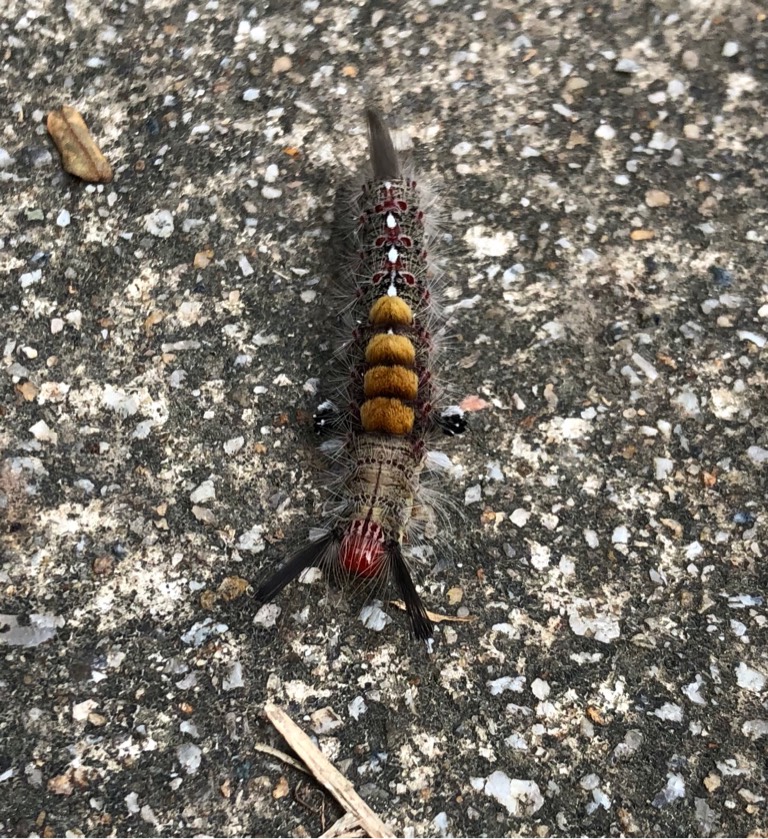 Tussock moth (caterpillar)